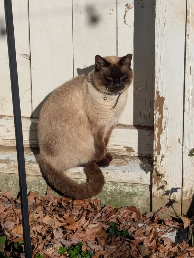 Sully - East Belt Boulevard, Richmond