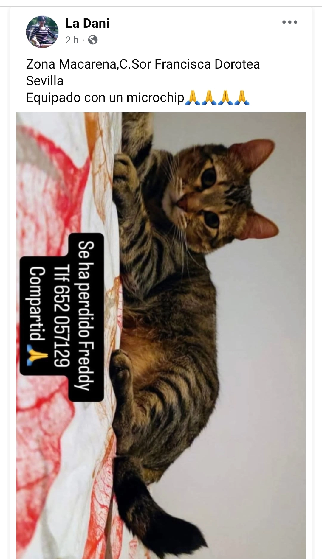 Freddy  - Calle Sor Francisca Dorotea, Sevilla