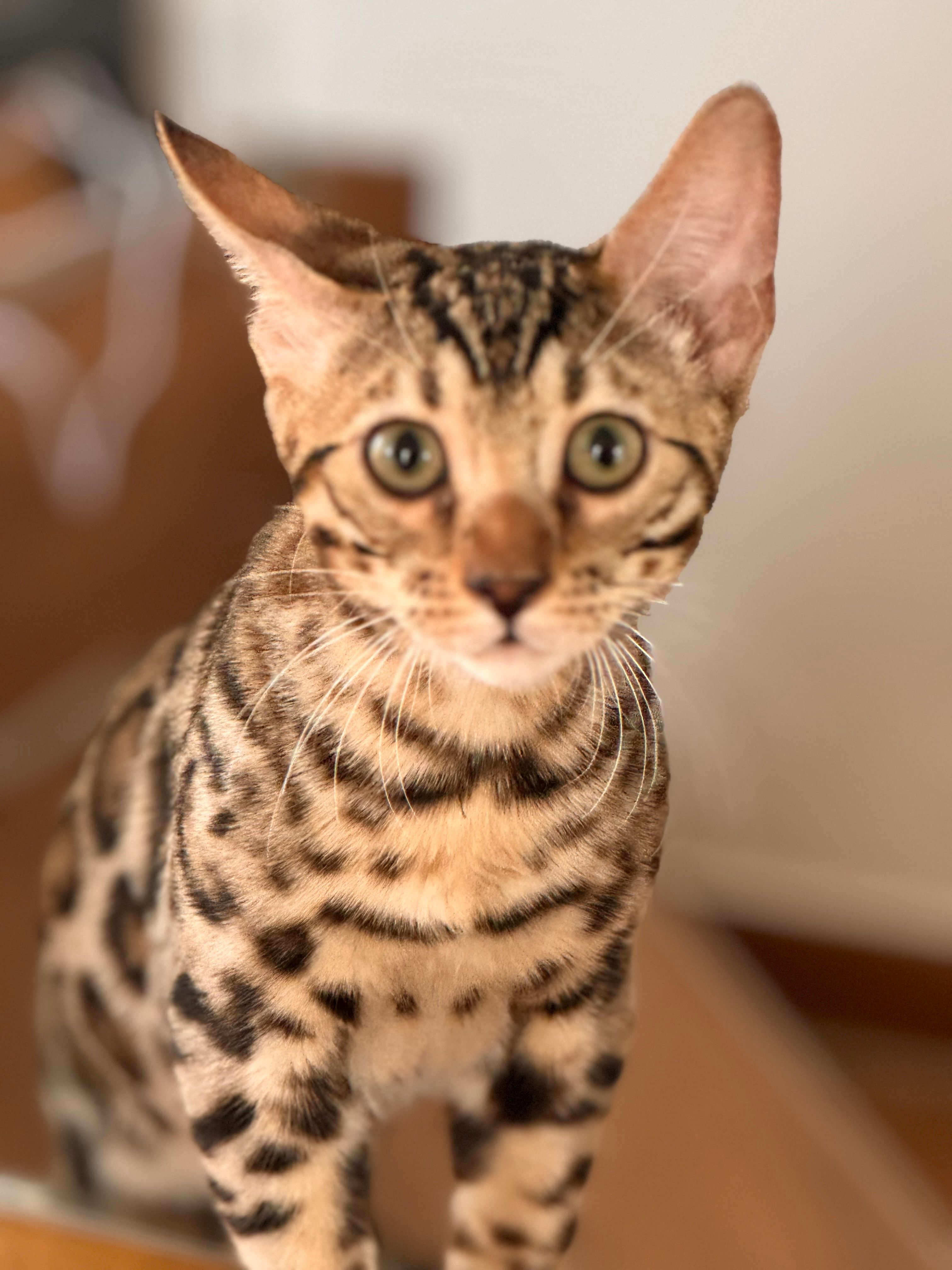 Pablo - Hutzelberg, Hördt