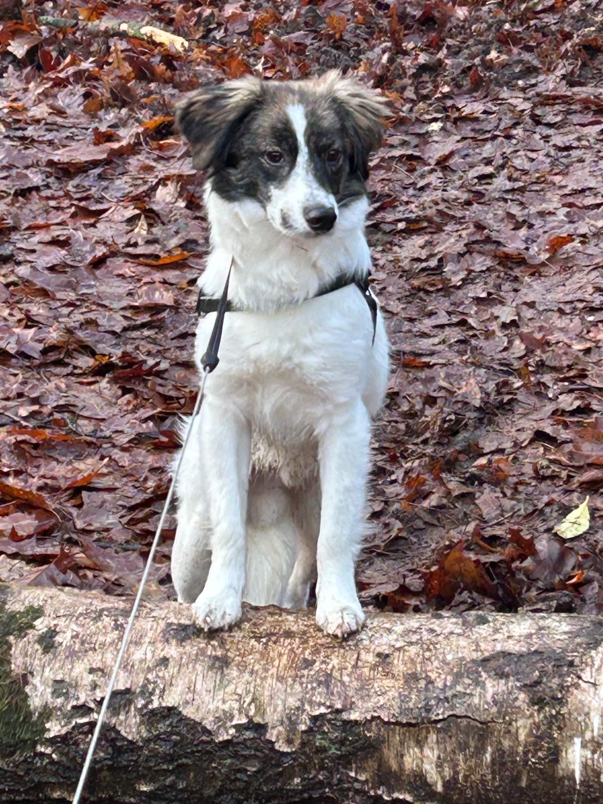 Body - Amersfoortseweg, Apeldoorn