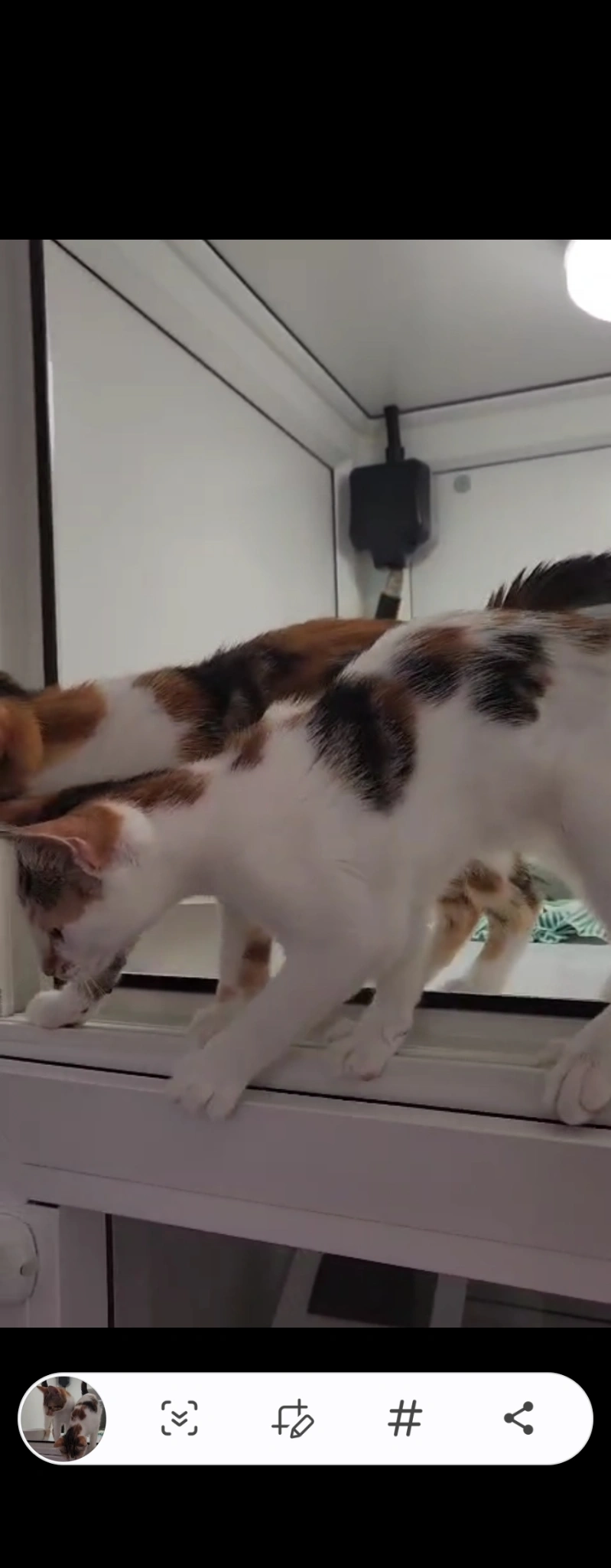 Freckles - HA0 4, Wembley