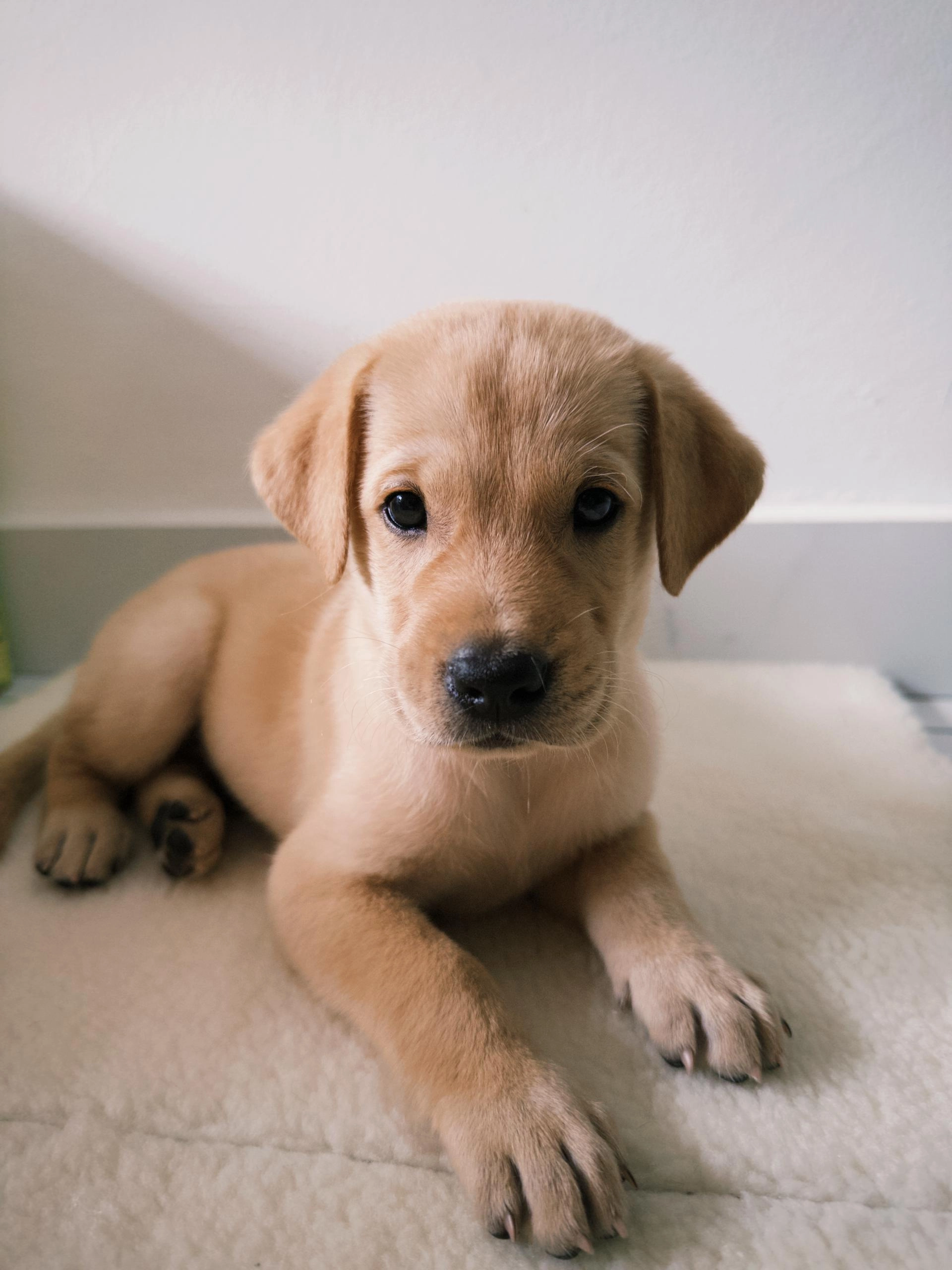 Rocky  - 1, Jalan Damai Perdana 2/6a, Bandar Damai Perdana, 56100 Kuala Lumpur, Selangor, Cheras