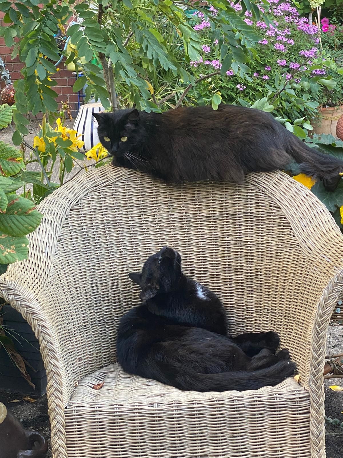 Maumi  - Brauereistraße, Dessau-Roßlau