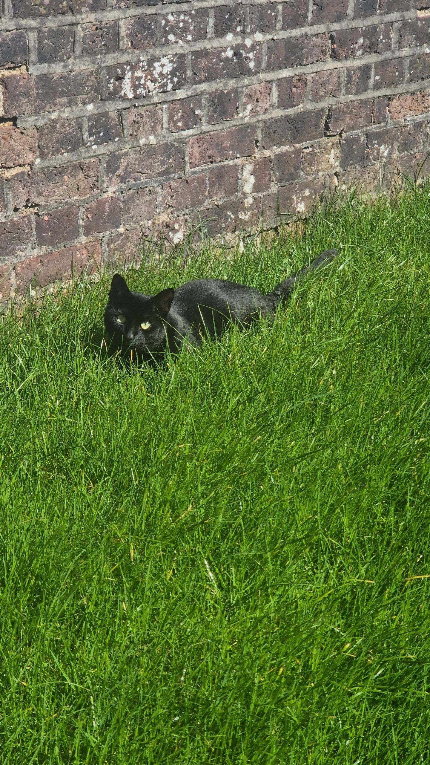 Sebastian  - Lidiard Gardens, Southsea