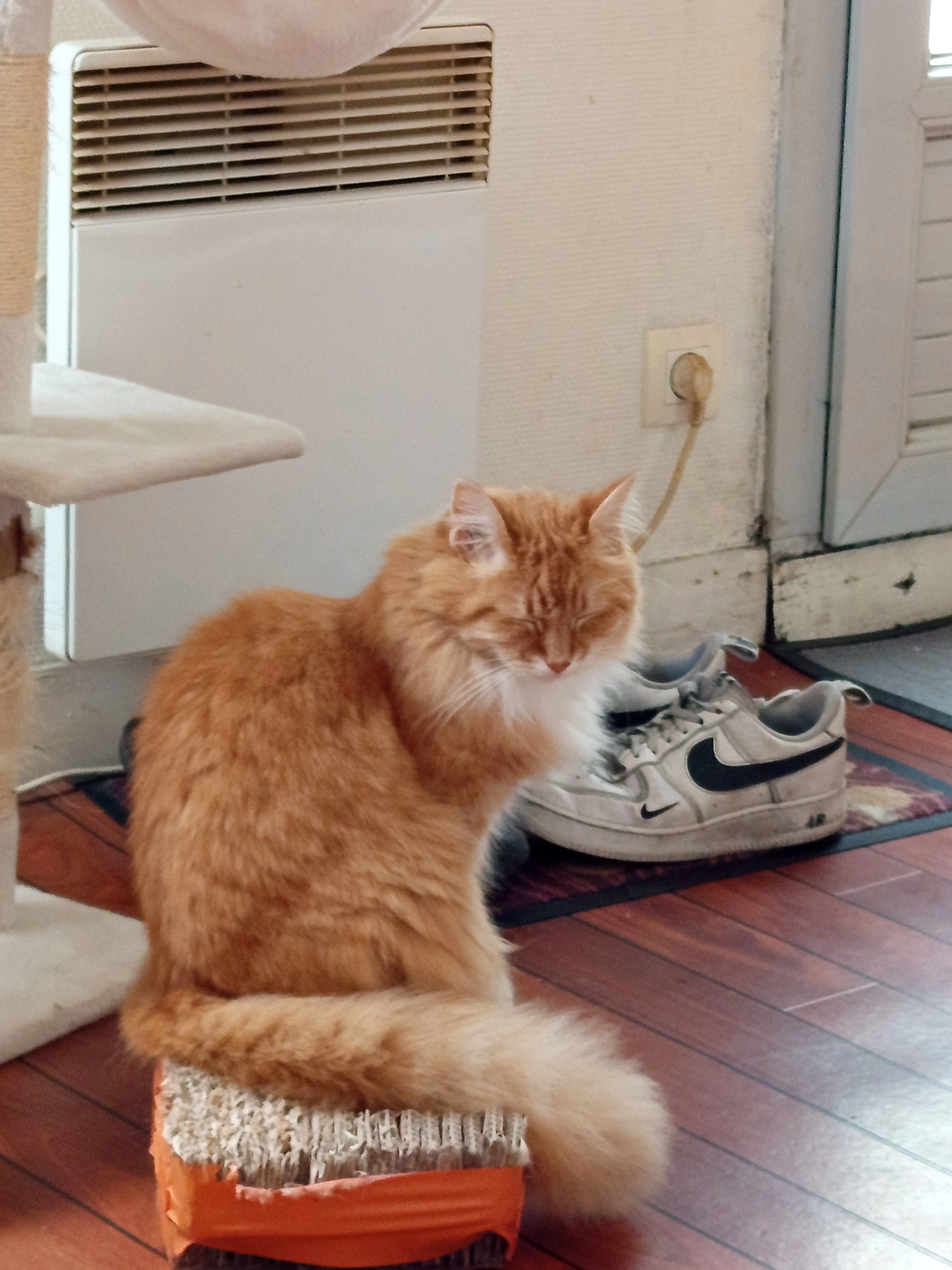 Java - Rue Génot, Quimperlé