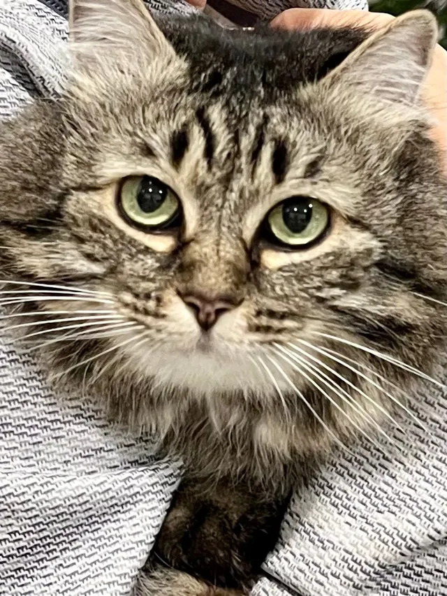 Biscuit  - Oak Street, Bakersfield