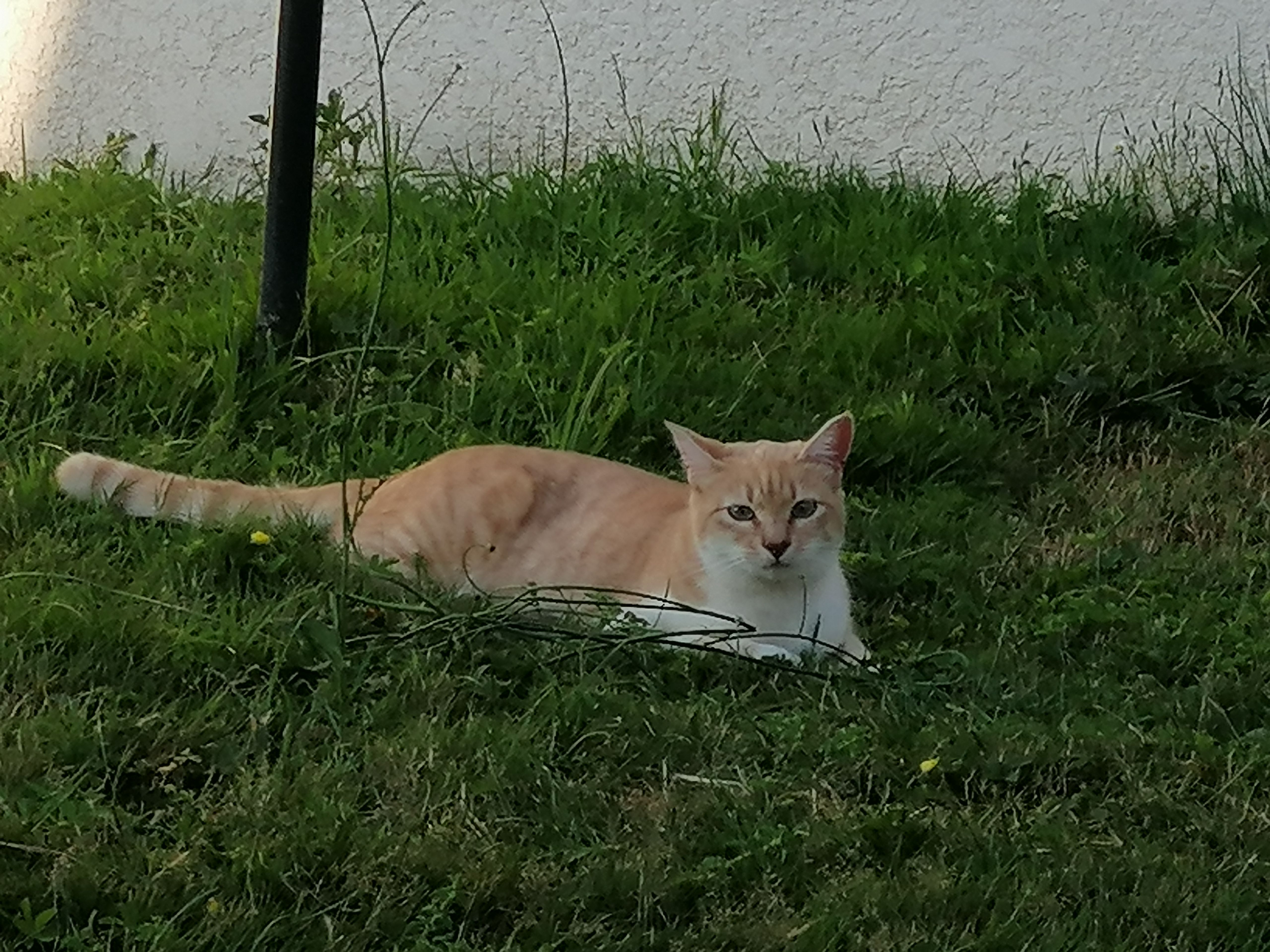 Tobby - 280G Rue des Chevaliers de Malte, Mésanger