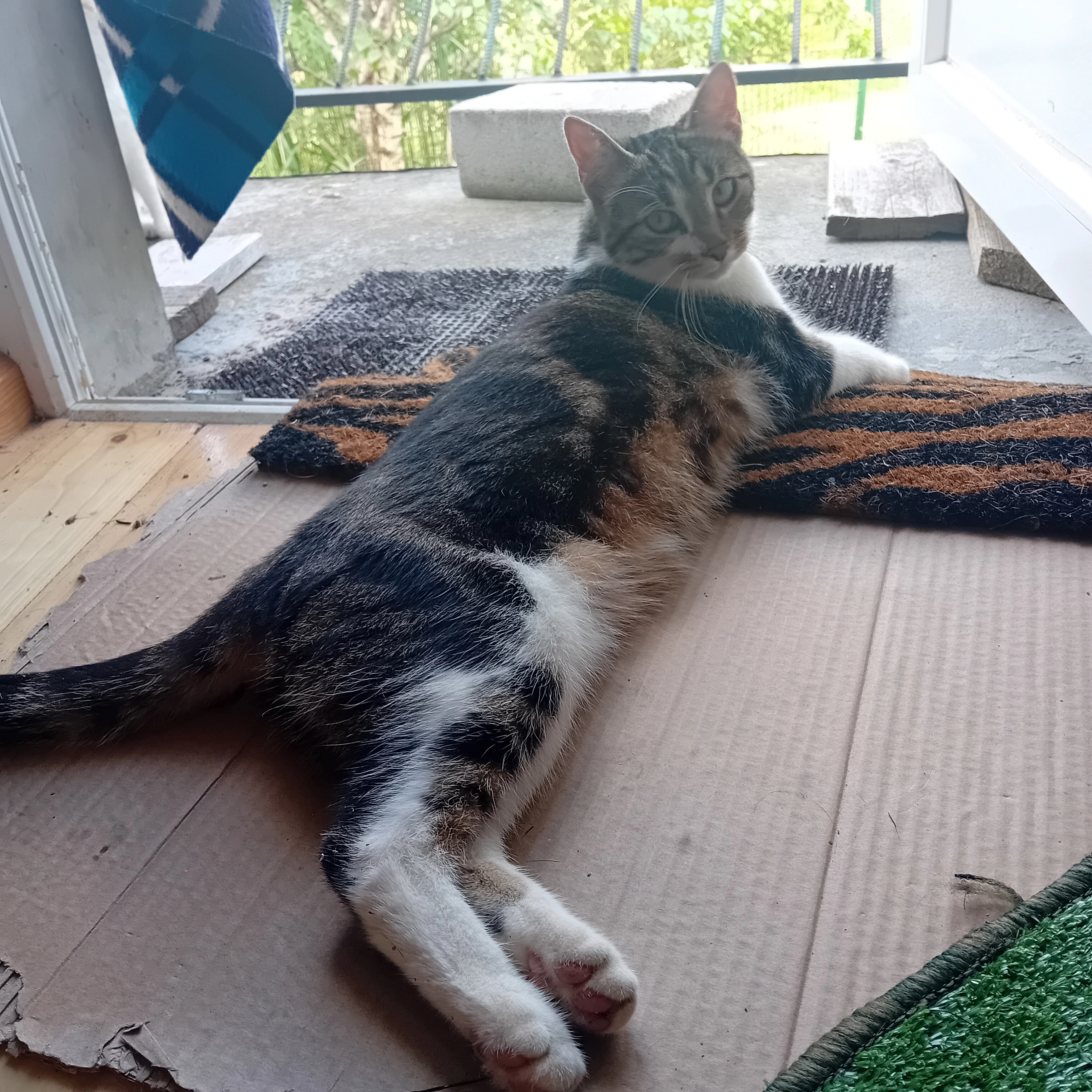 Uszki - Zarębki 39, Limanowa