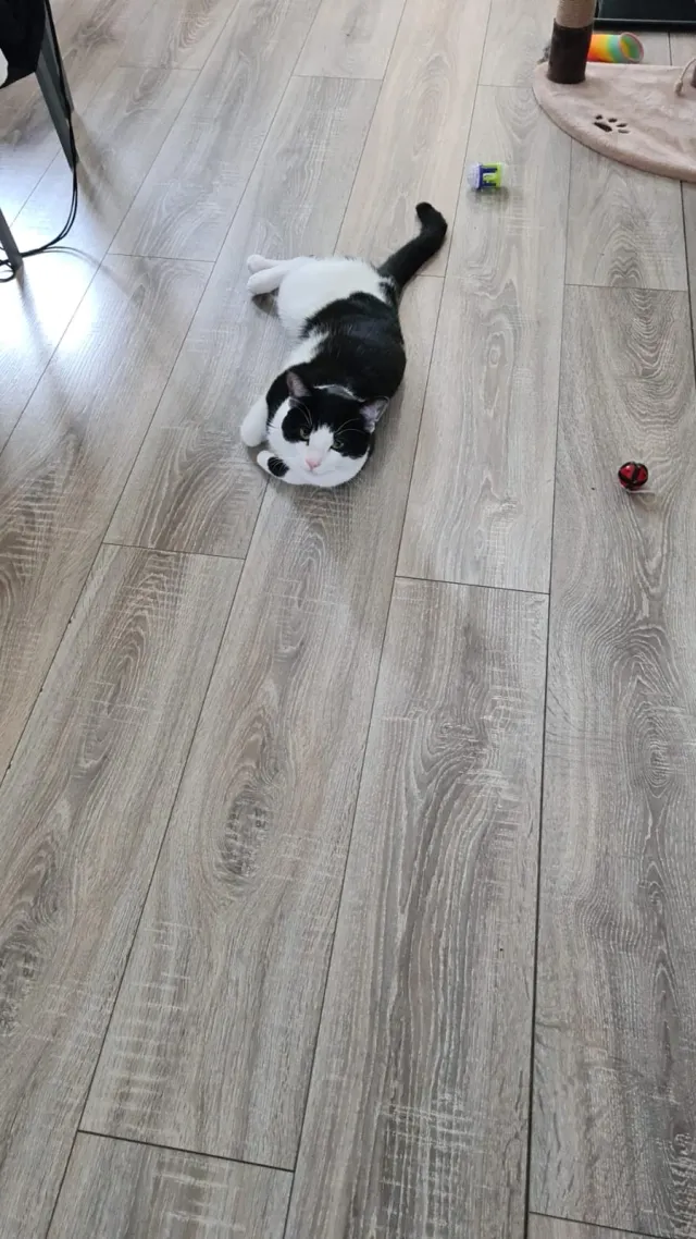 Felix - Spa Lane, Derby