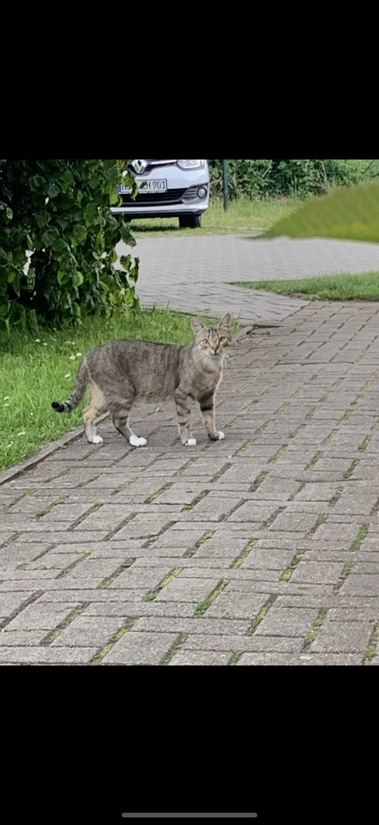 Mini  - Carl-Heydemann-Ring, Stralsund