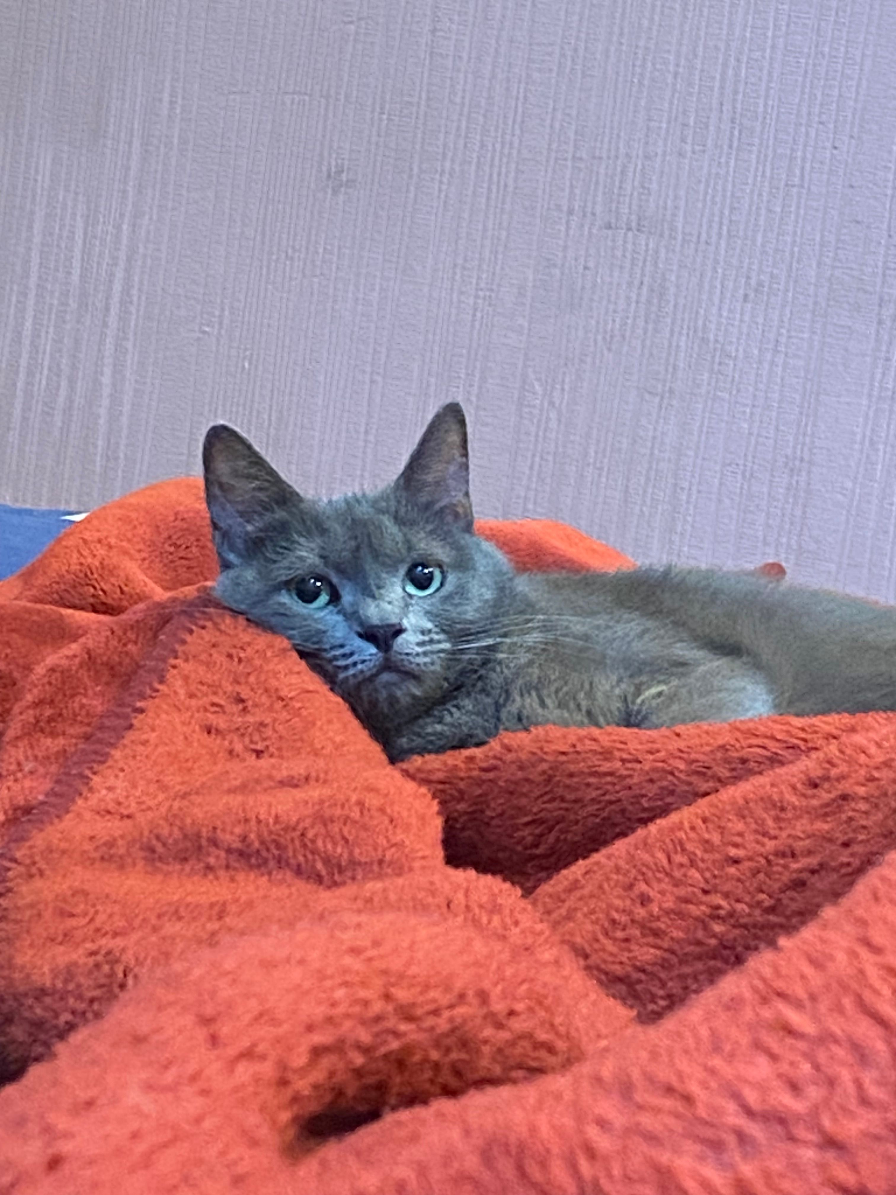 Ollie  - 1 Davit Gamrekeli street , Tbilisi 