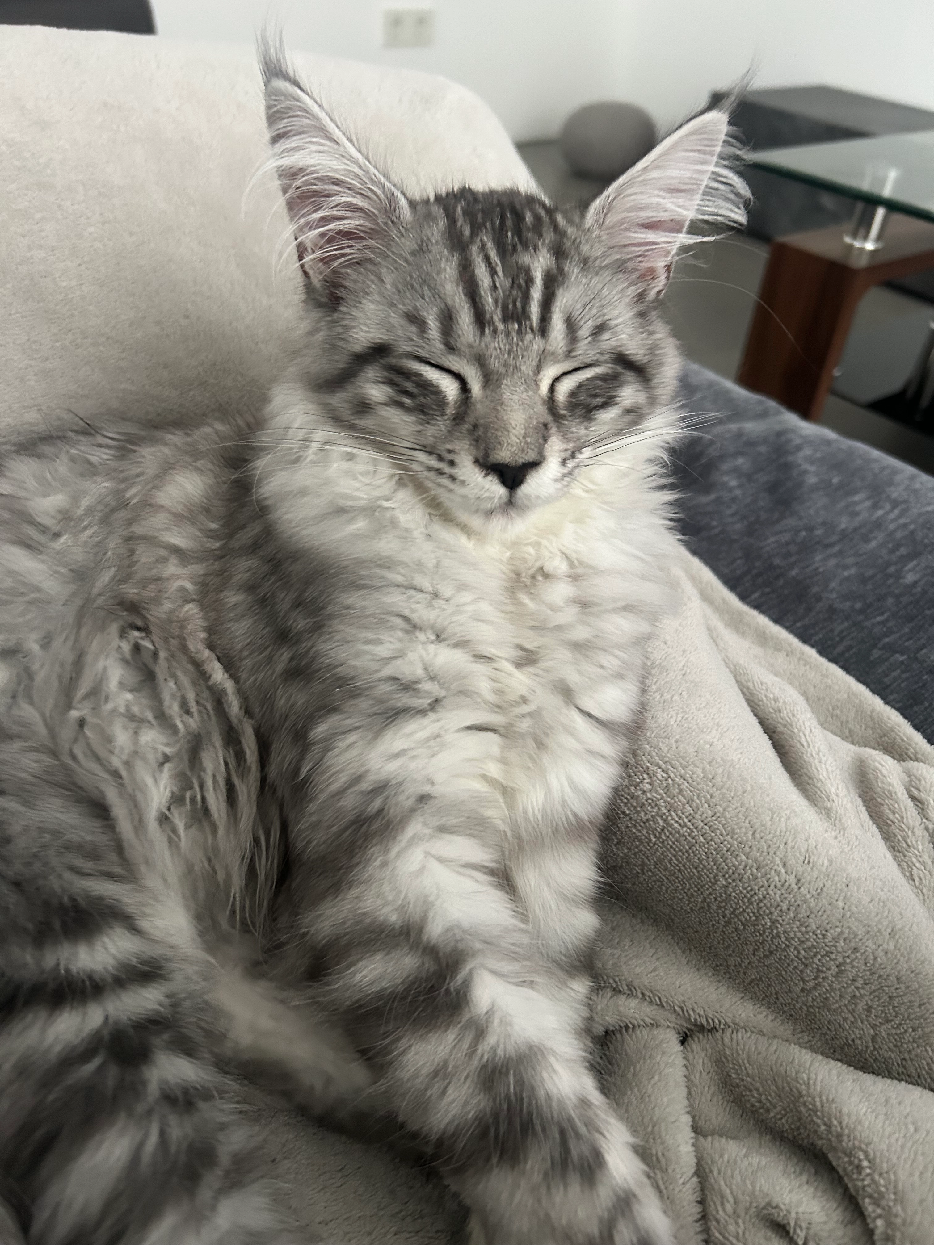 Barsik - Humperdinckweg, Waldbröl