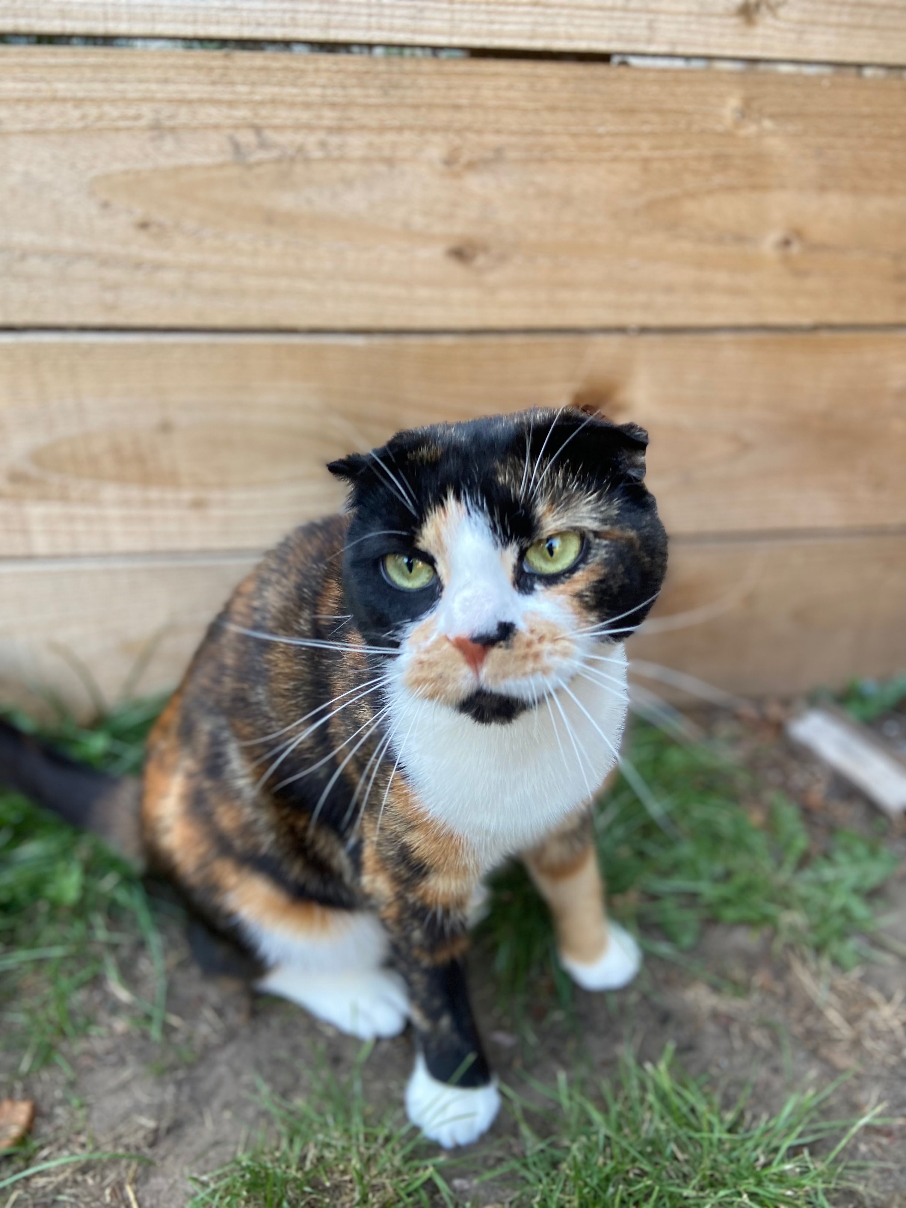 Cleo - Cambridge Road, Sidcup 