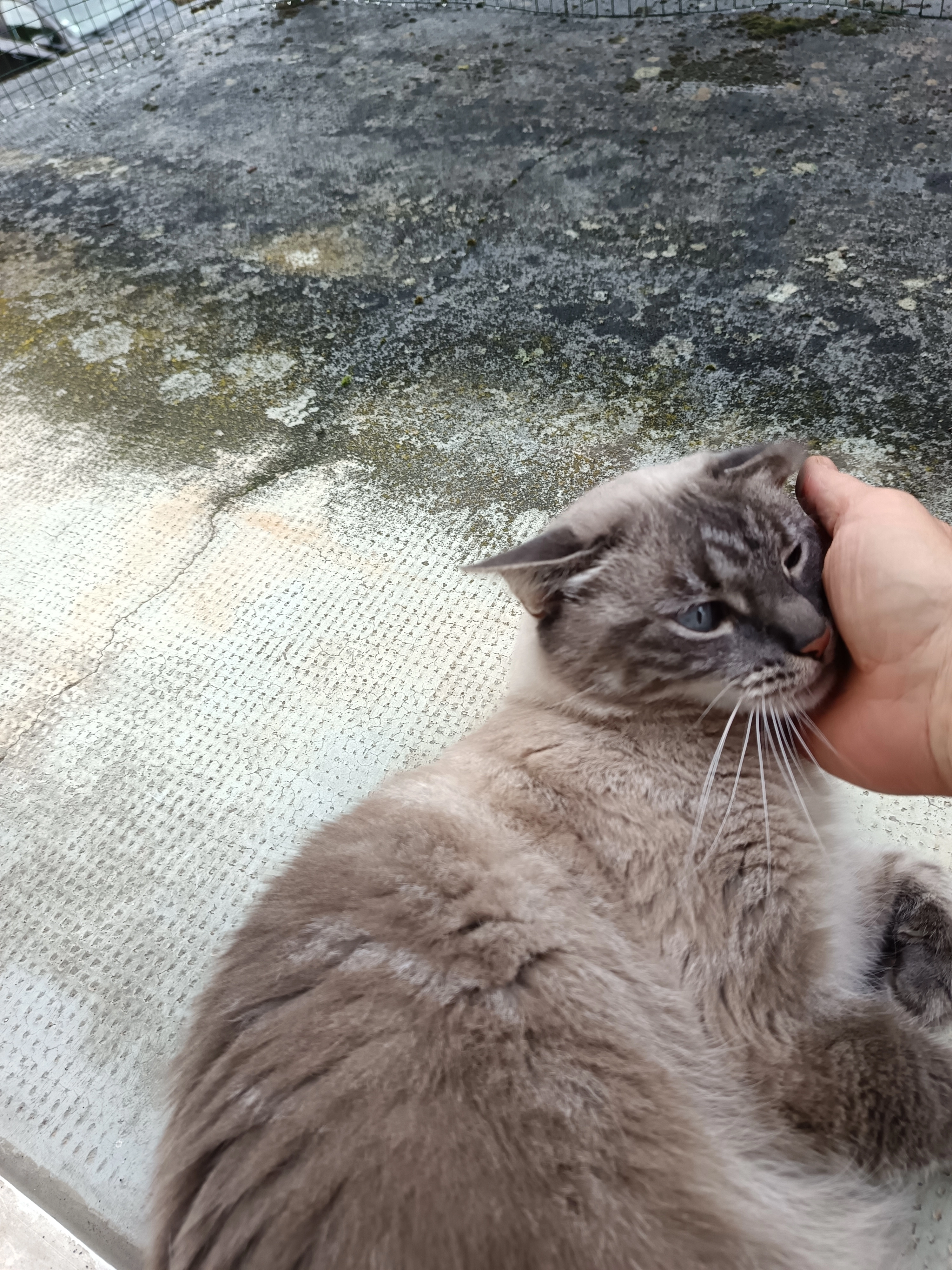 Wendy - Rue Parallèle, Riedisheim