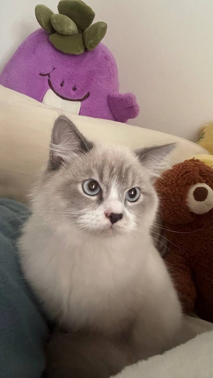 Miso - Punggol Drive, Singapore