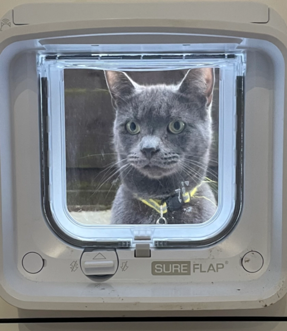 Alfie - Hunter Drive, Manchester