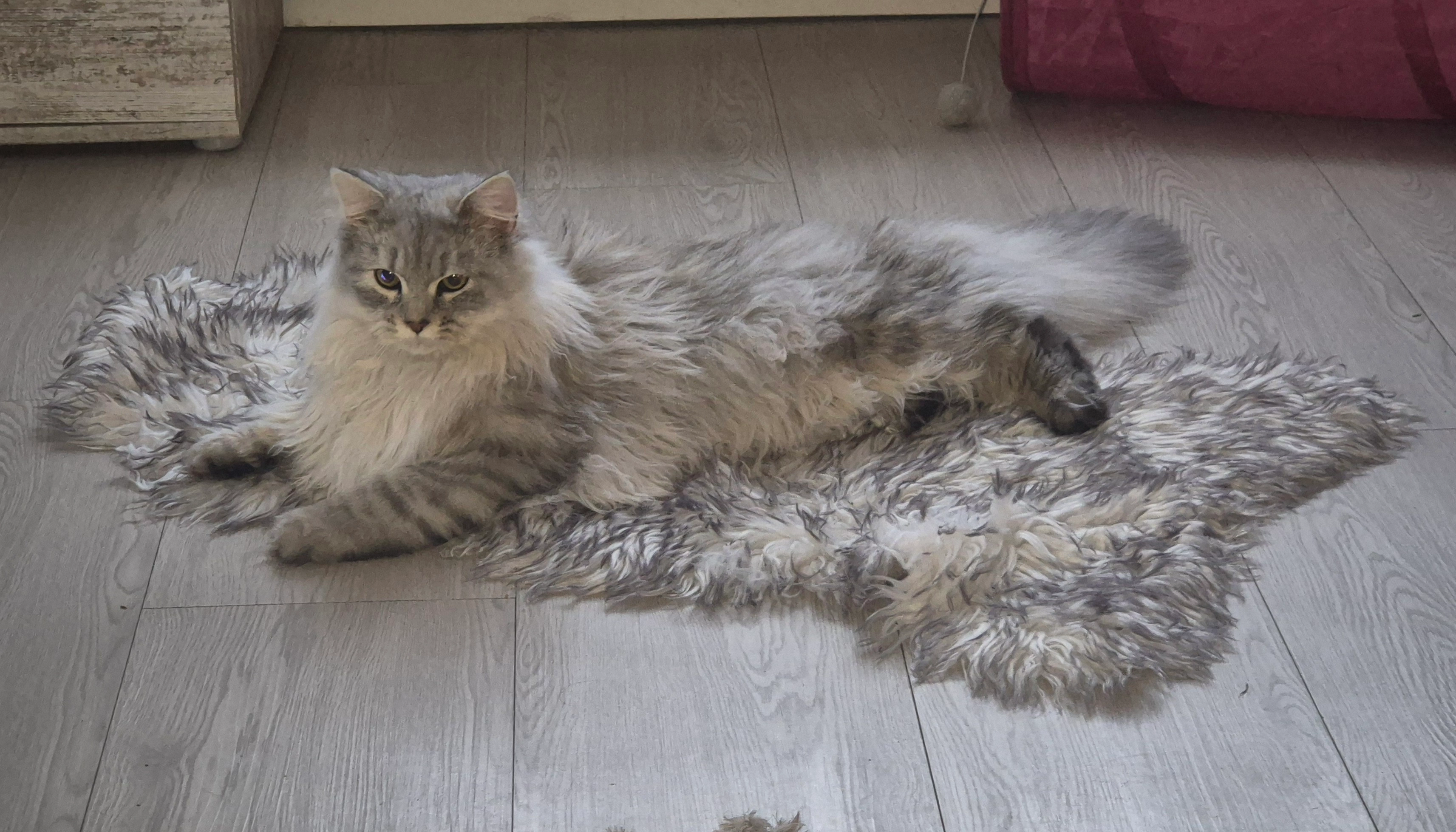 Simba - Dobritzer Straße, Mühro