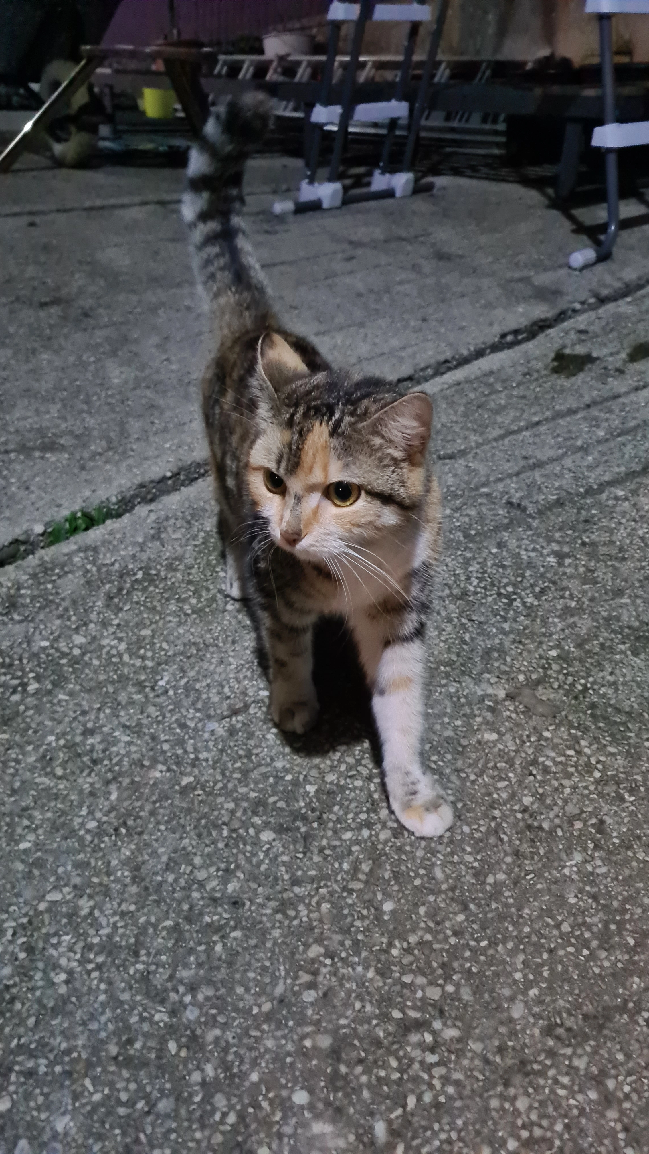 Lola - Theresia-Brandl-Weg, Linz