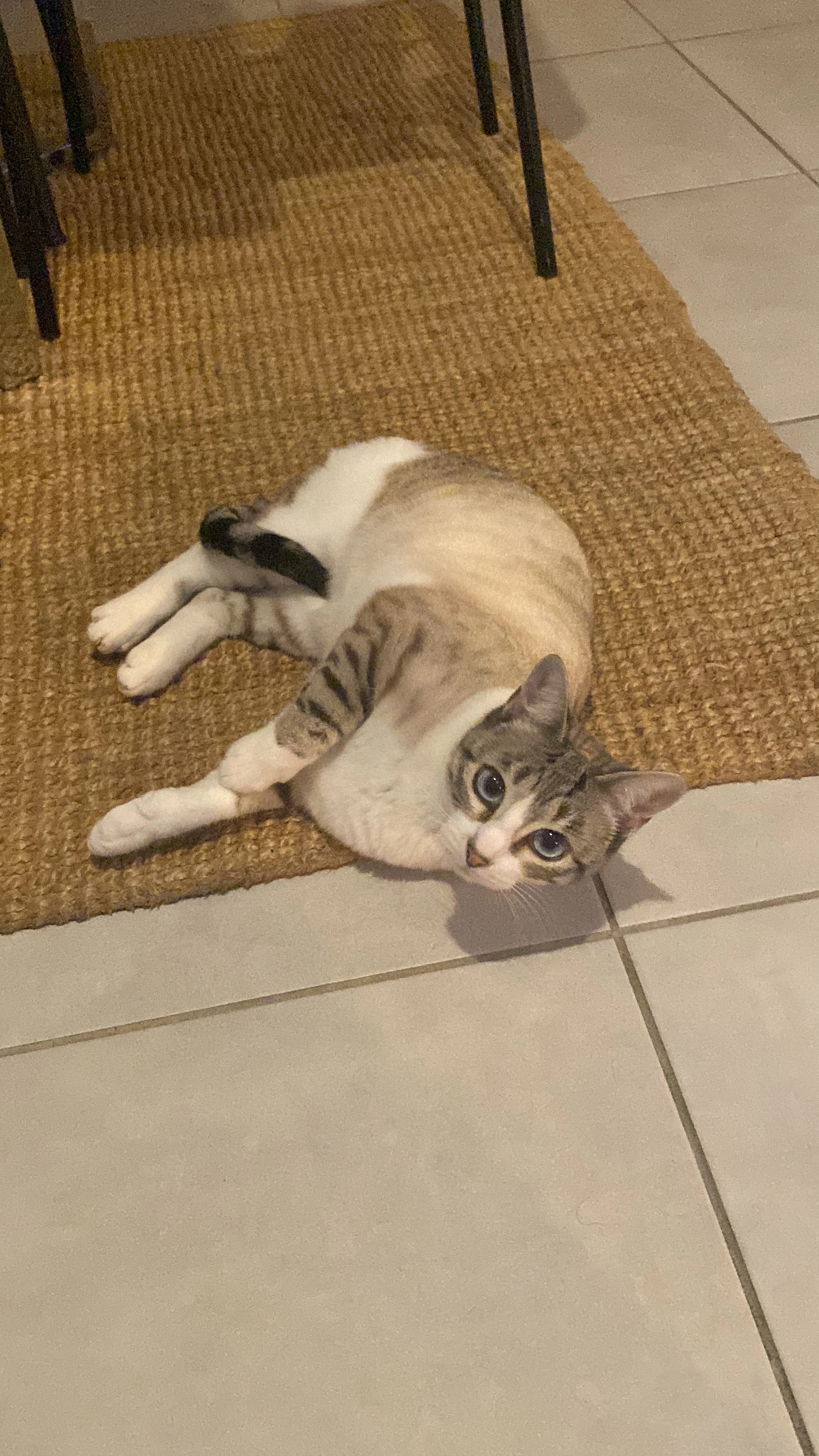 Chanel - 73 Route de Portet, Villeneuve-Tolosane