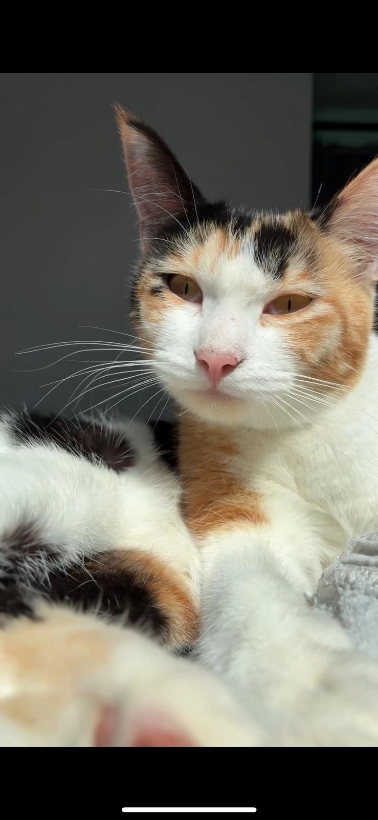 willow - 10 Rue Gourland Nevez, Guingamp