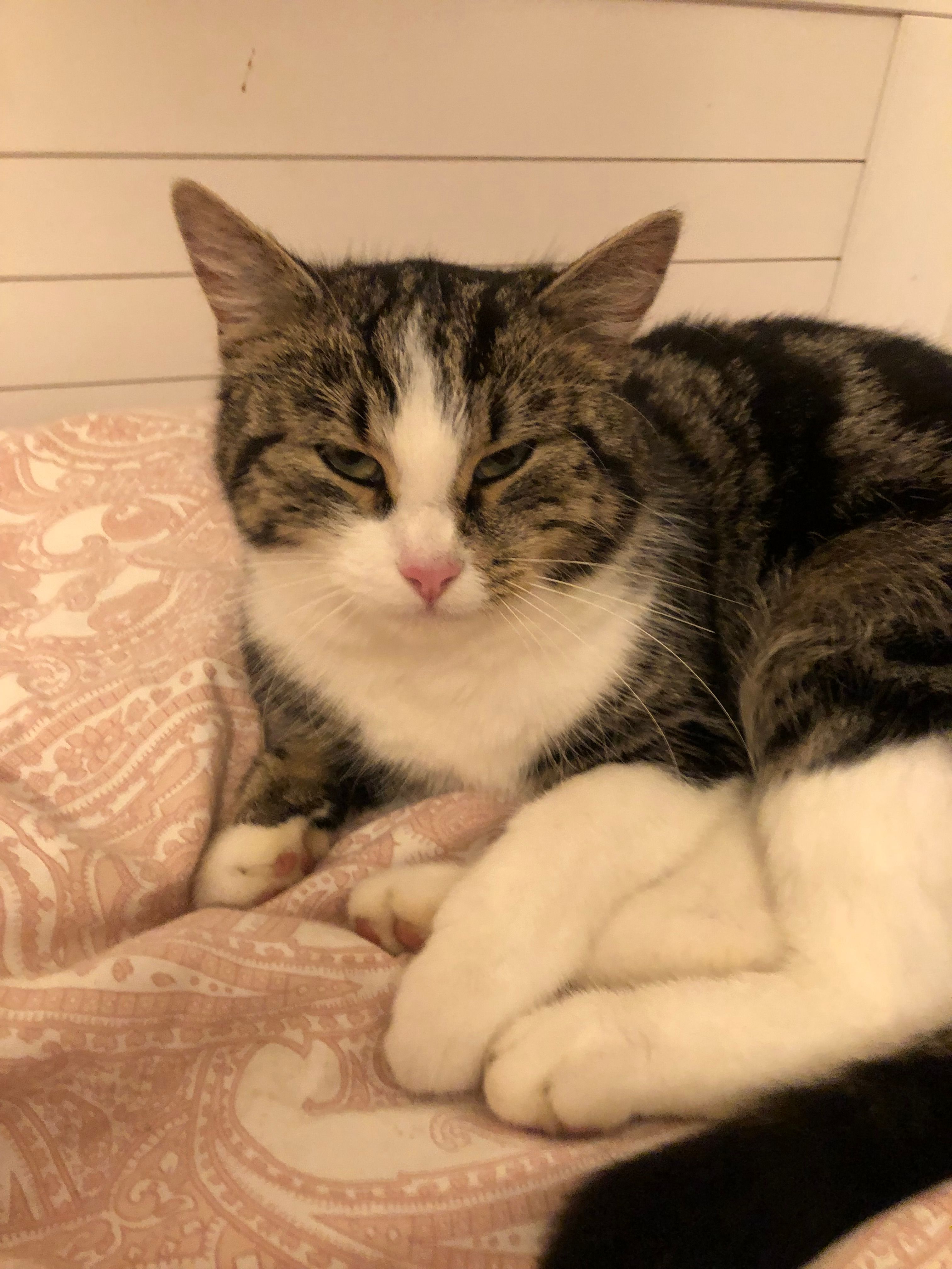 Mia - Am Riedfeld 18, Ried im Traunkreis