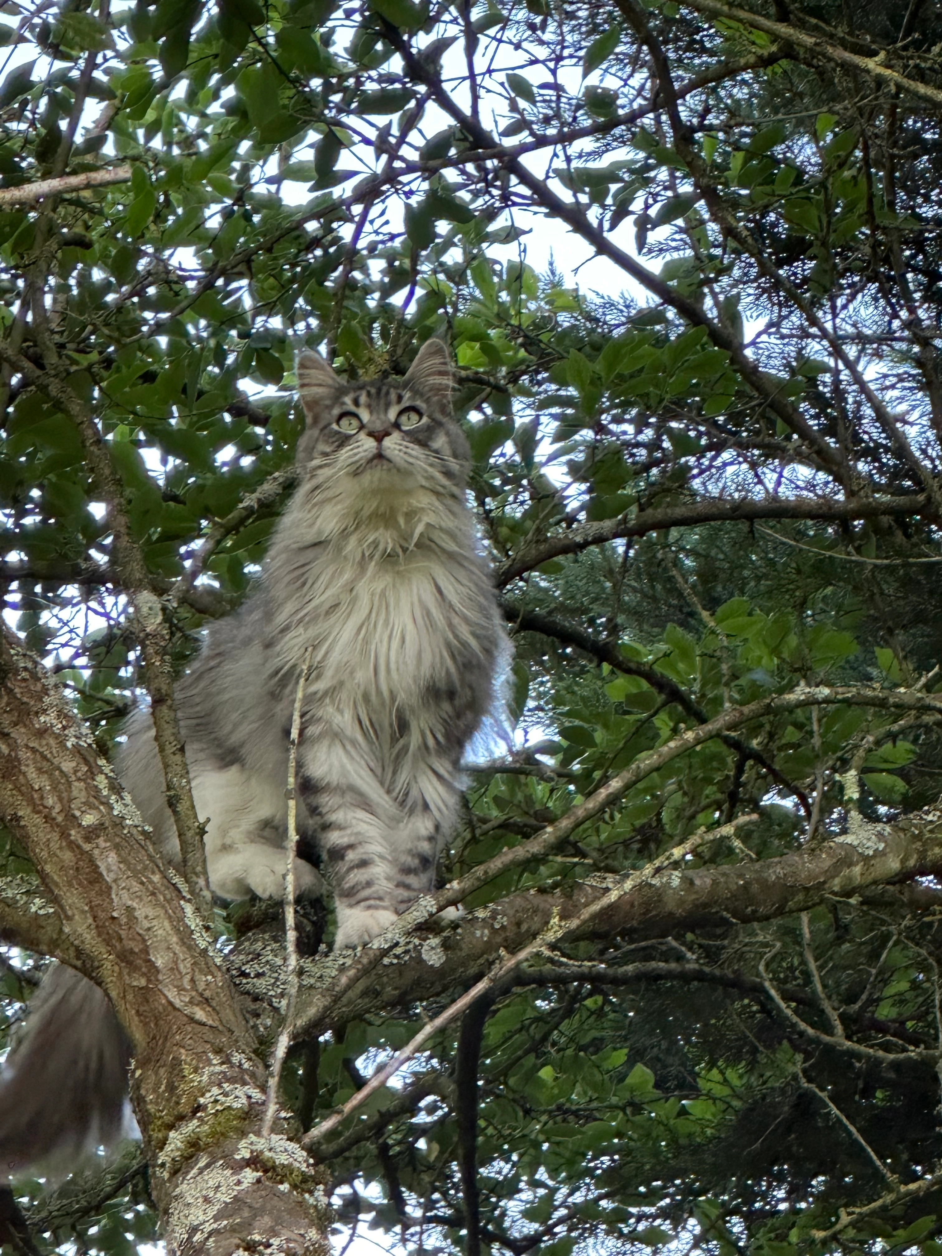 Tya - 2 Allée des Volières, Le Mesnil-le-Roi