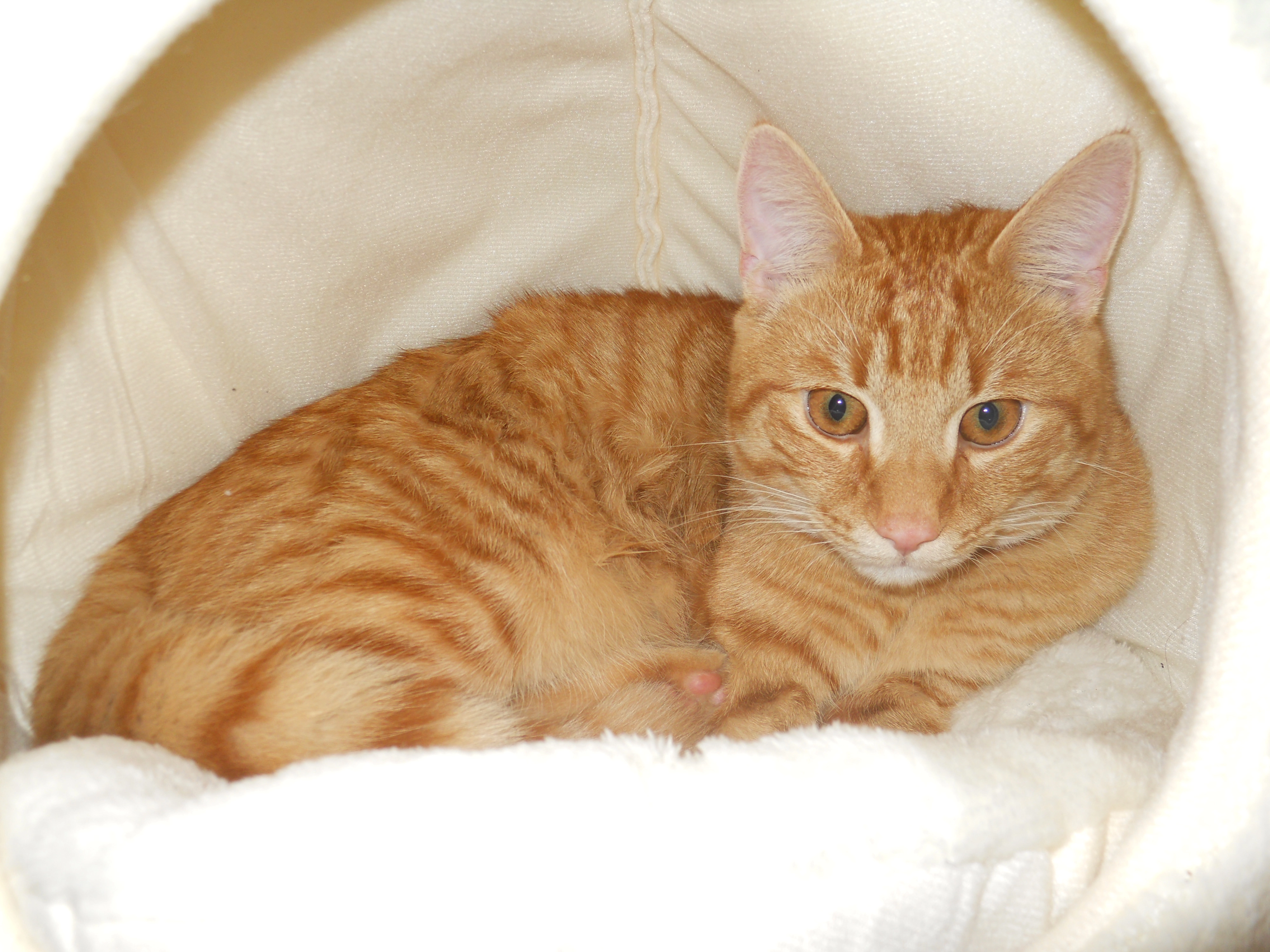 mavisch - Heerstraße, Straubing