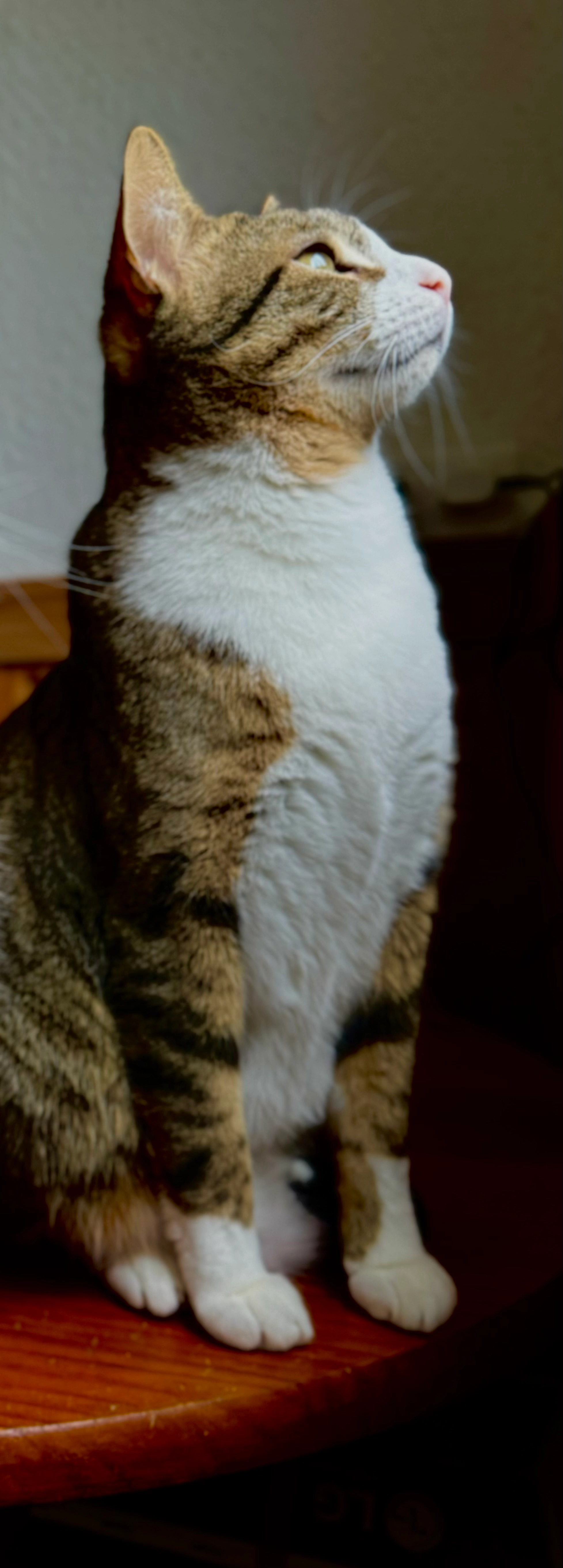 Plume  - 6 Rue du Rocheret, Foncine-le-Haut