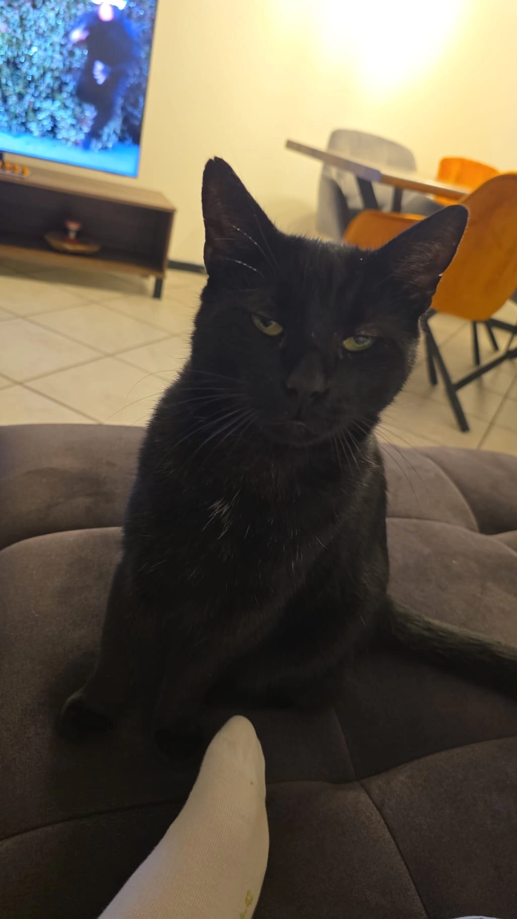 Gari - Gasshof, Luzern