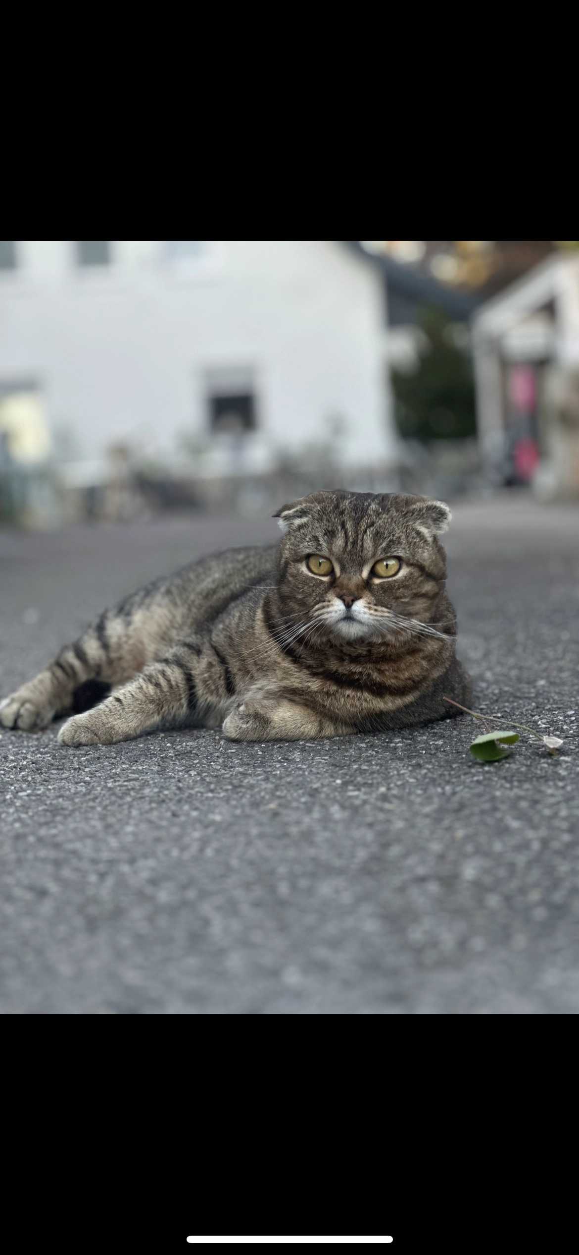 Nala und Pamuk - Ginsterweg, Senden