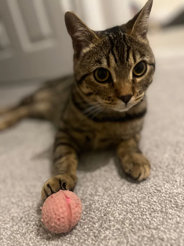 Simba - Betony Meadows, Dunstable