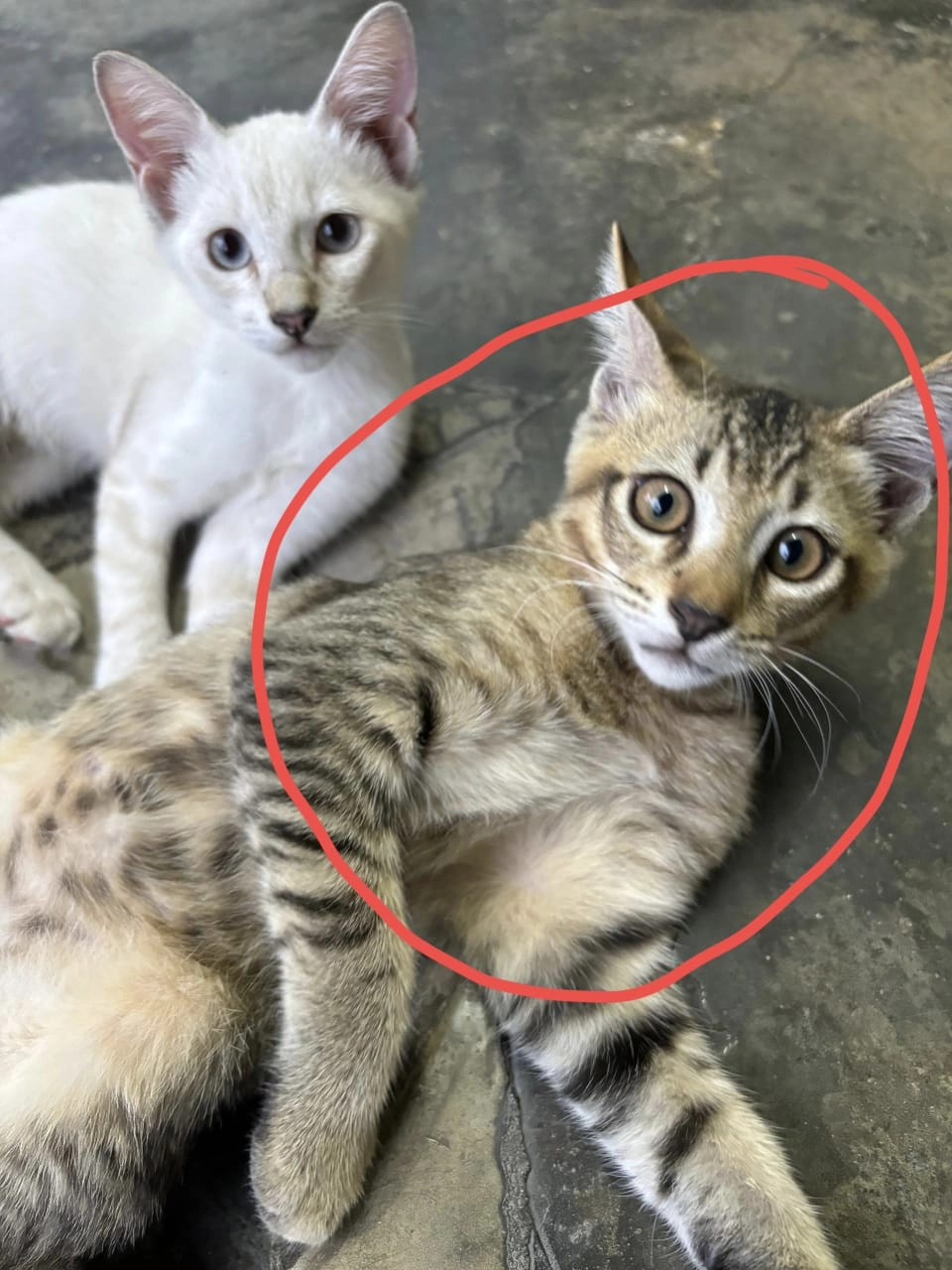 Gorgor - 52000, Kuala Lumpur