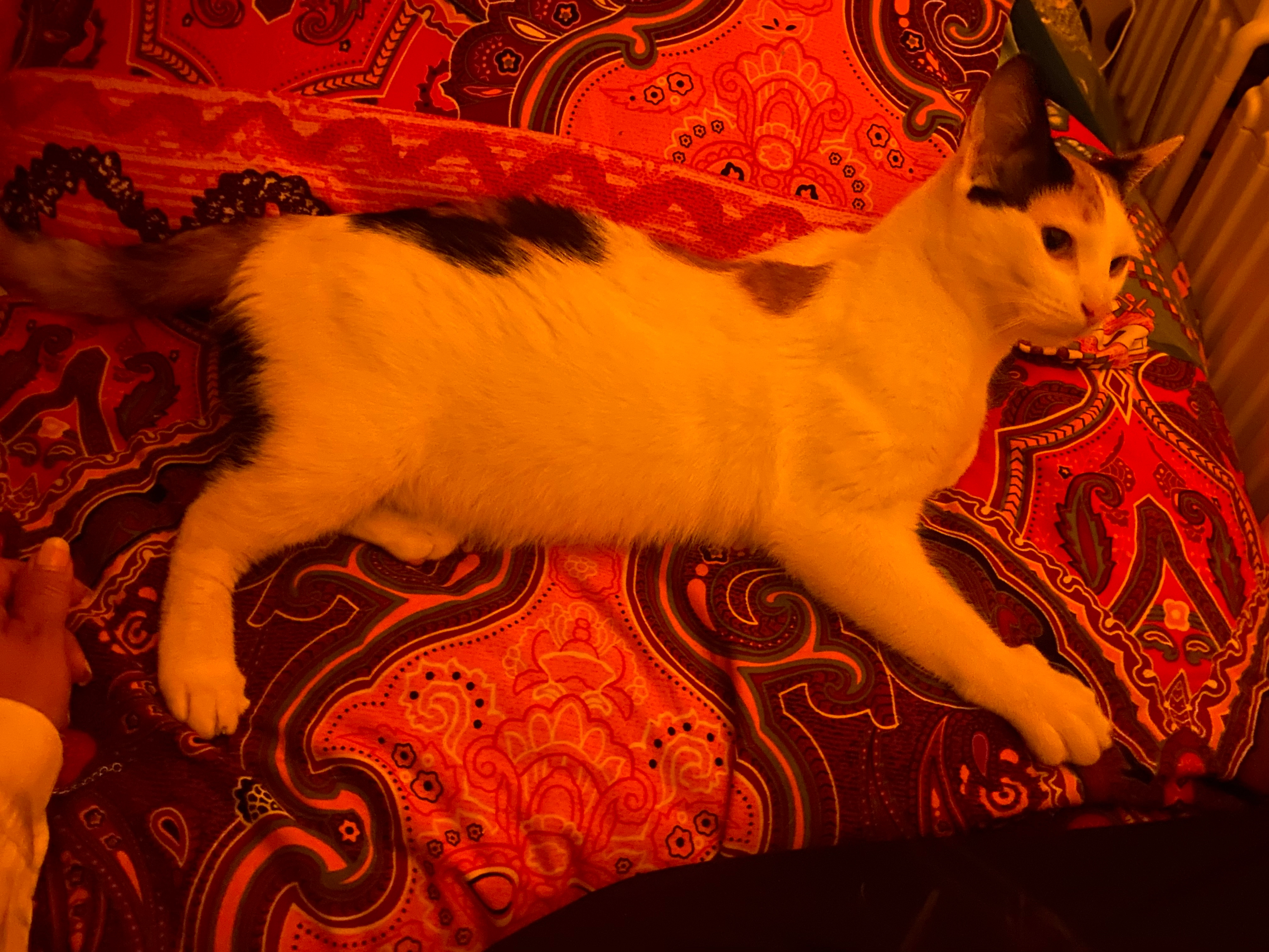 Trixie  - Calle José de Espronceda, Calvià