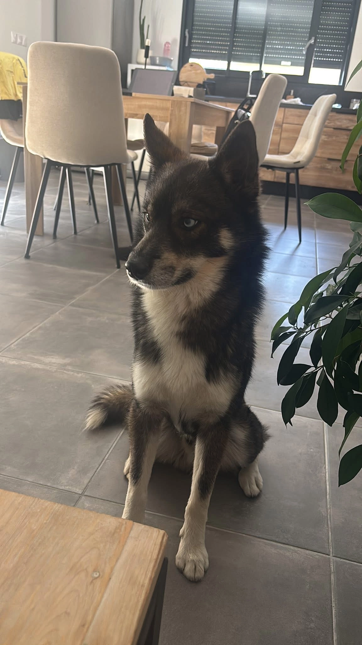 Balto - 15 Impasse des Bouvreuils, Teloché