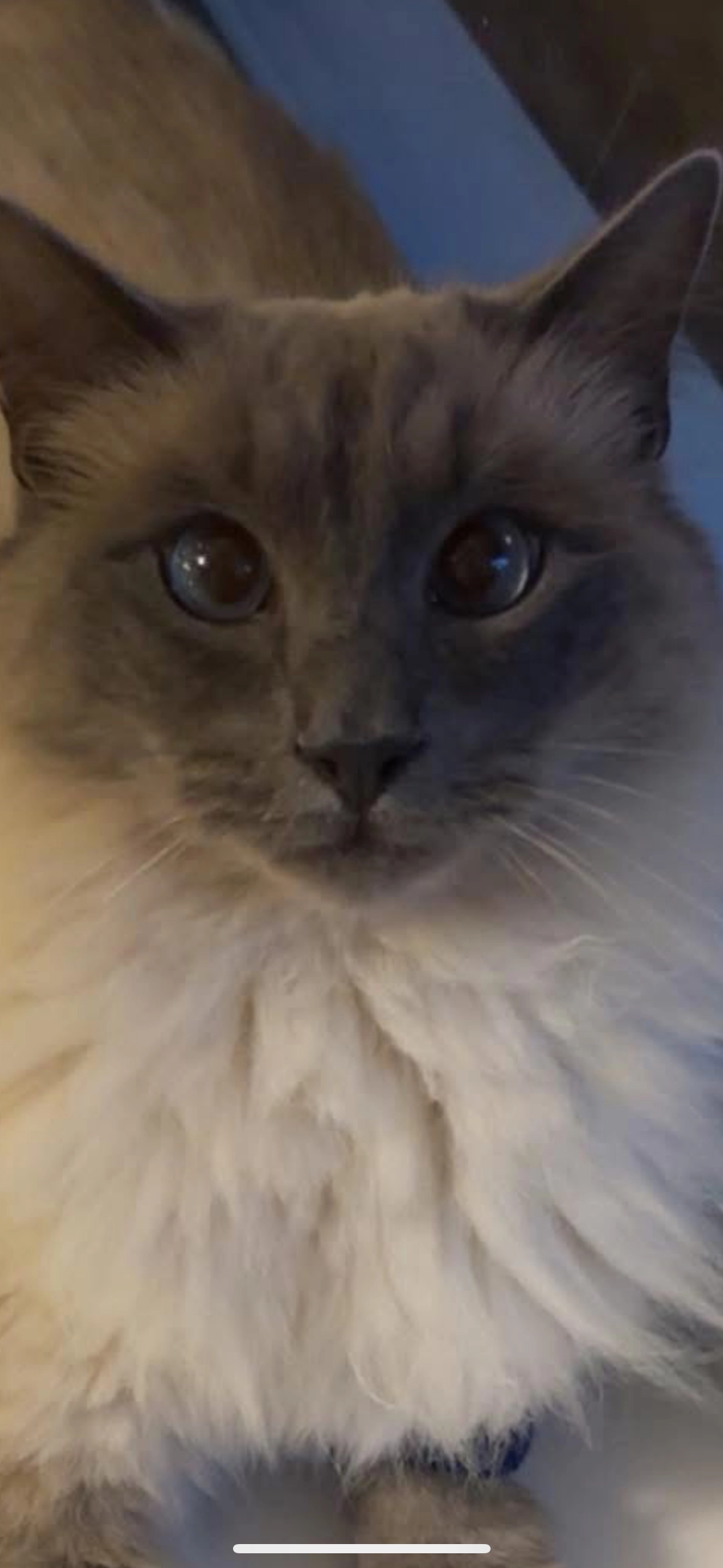 Loki - Norfolk Close, Plymouth