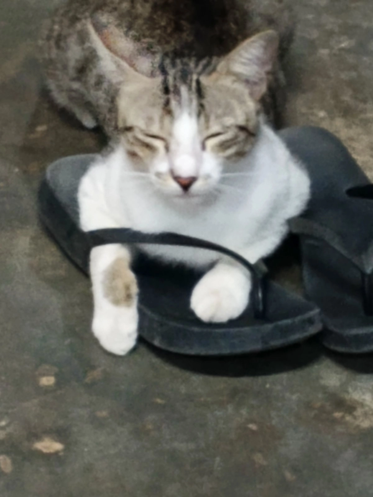 ကဲကဲ - North Dagon, Yangon