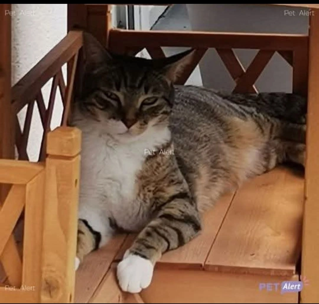 Flocon  - Promenade des Bertholets, Warcq