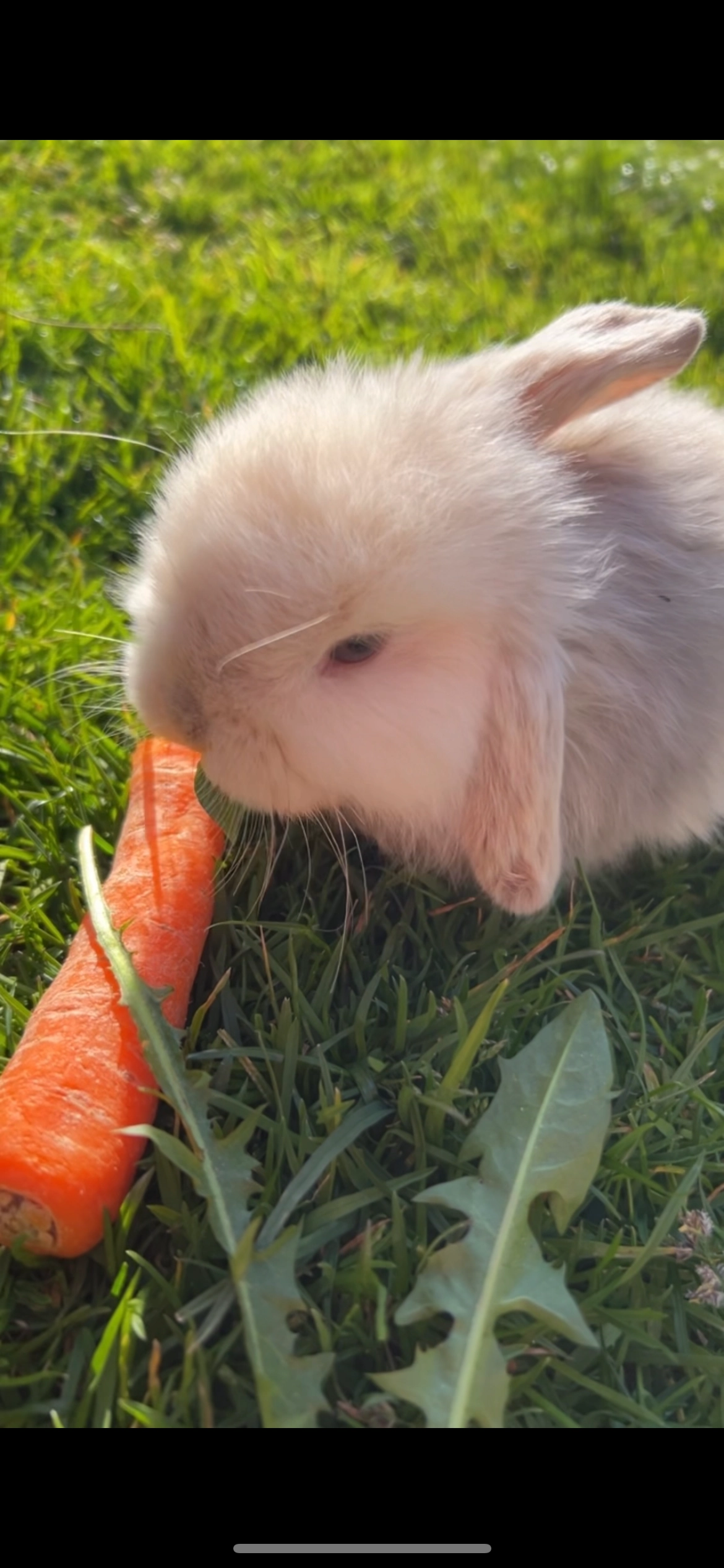 Kimmi - Lenkenauer Weg 8, Heikendorf