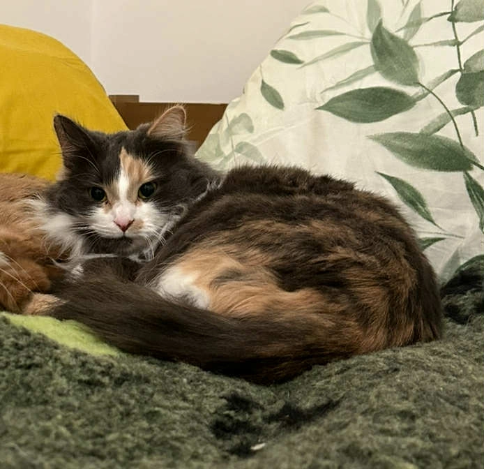 Hazel - DN15 0BE , Scunthorpe