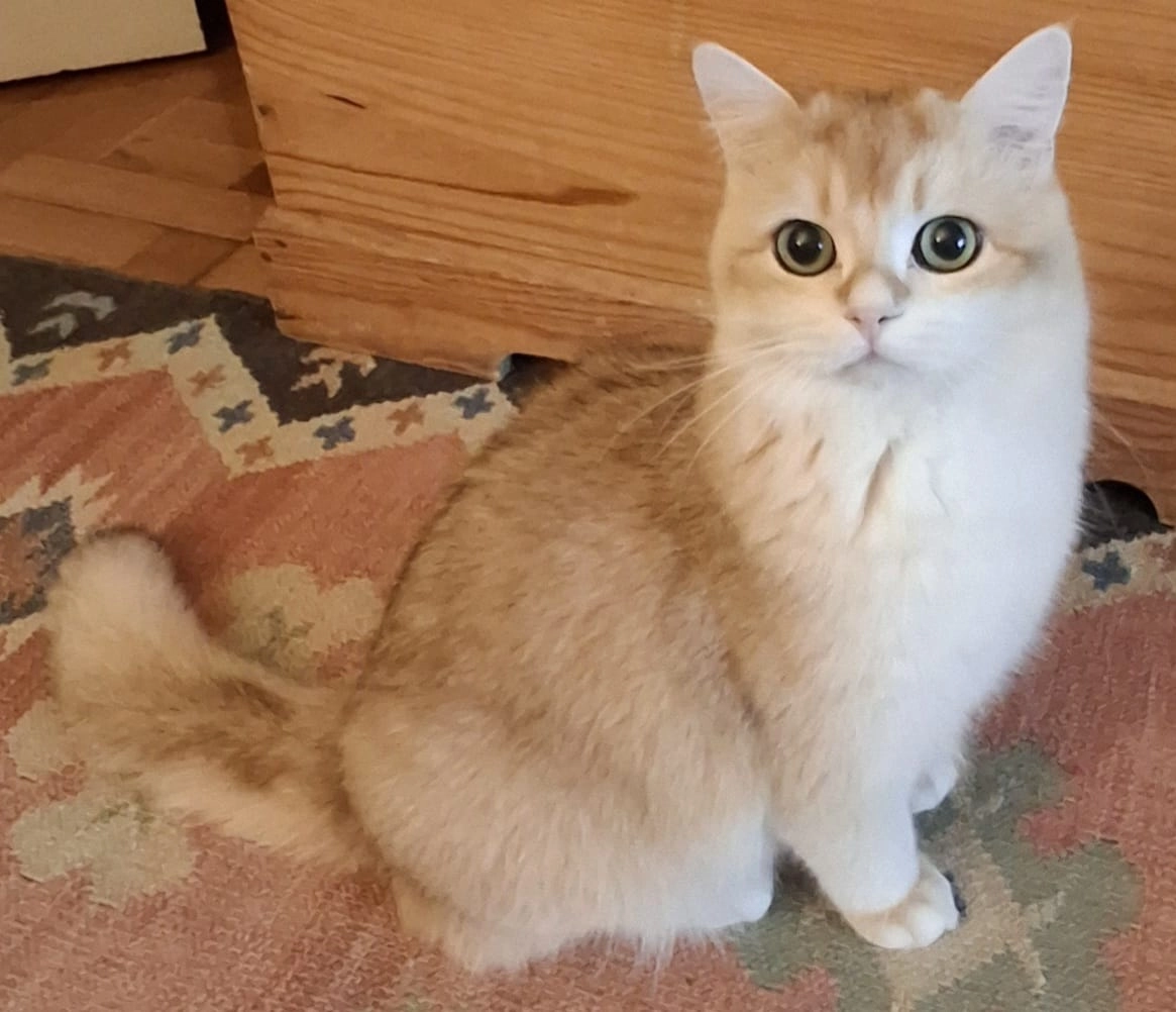 Roco - Calle de las Delicias, Ribeira