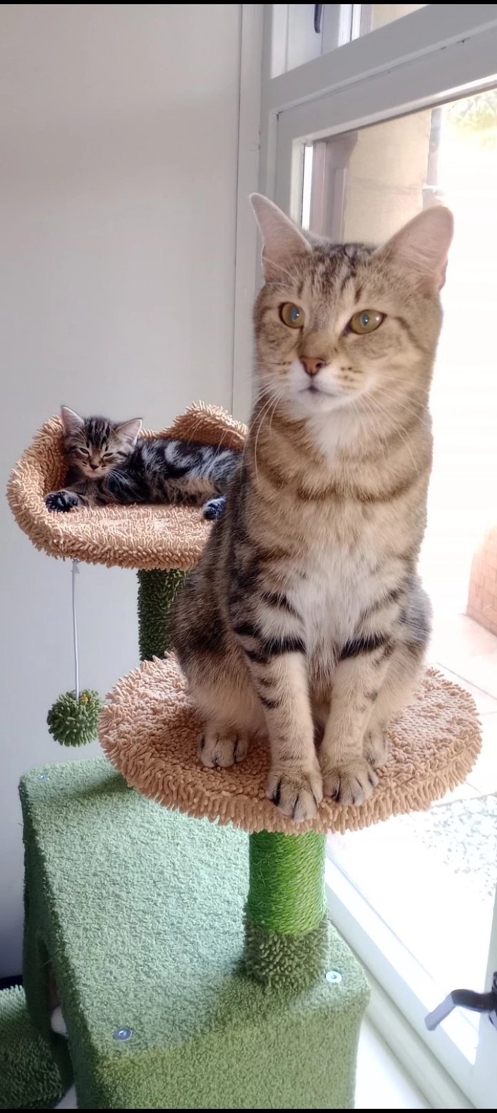 Mittens  - Ellerslie Road, Glasgow