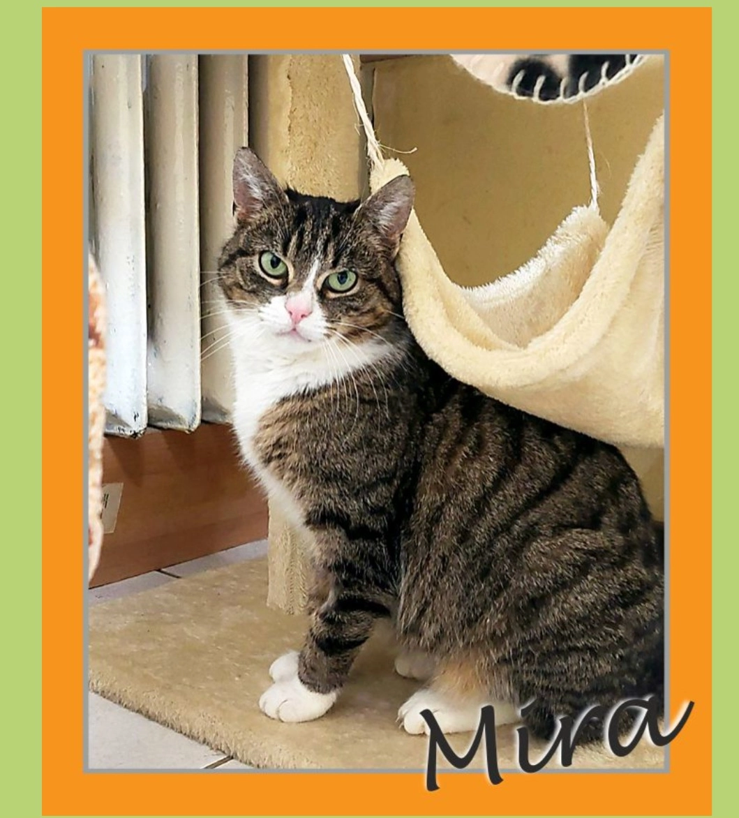 Mira - Tribseer Damm, Stralsund