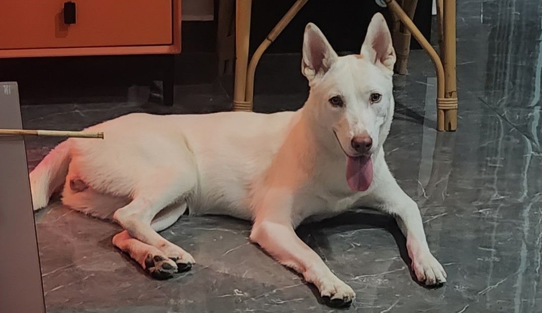 Her name is Soya - Jalan Harmoni 6/8, Plentong