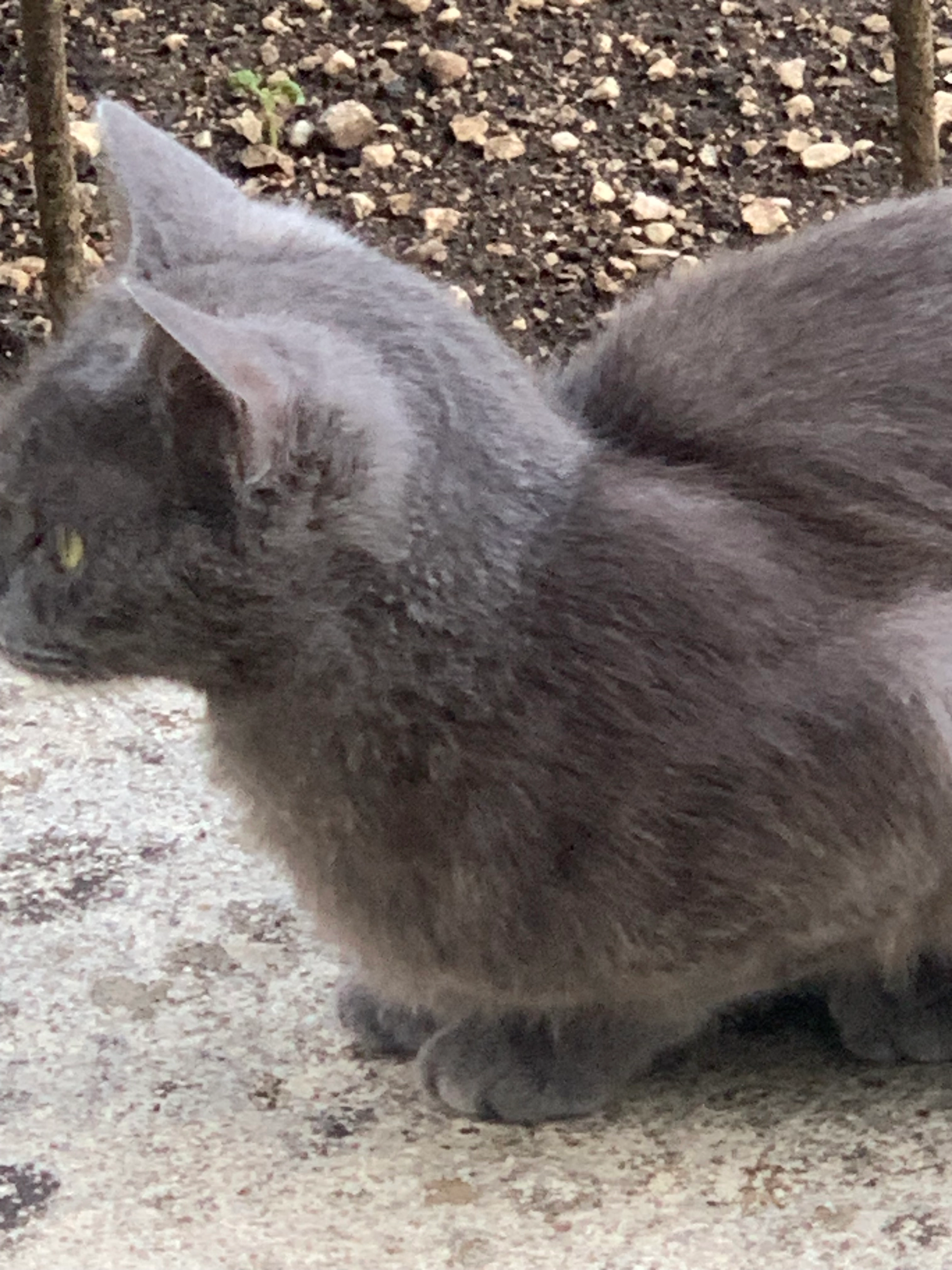 Heidi - Rue Rouget De Lisle, Saint-Claude