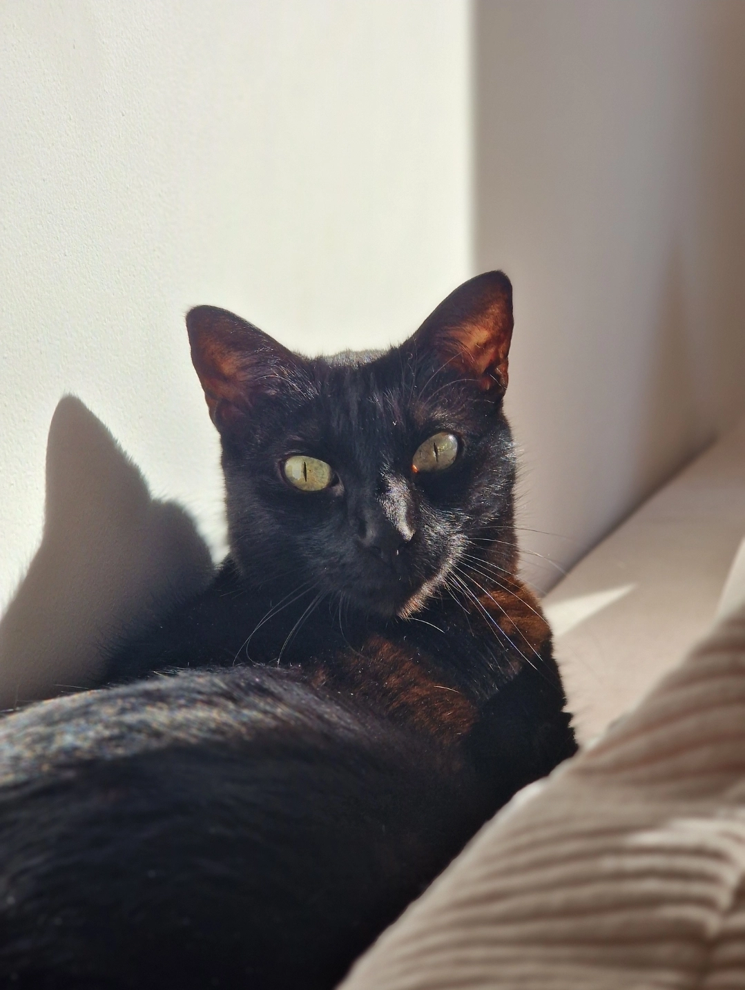 Skippy - Rue Émile Littré, Le Havre