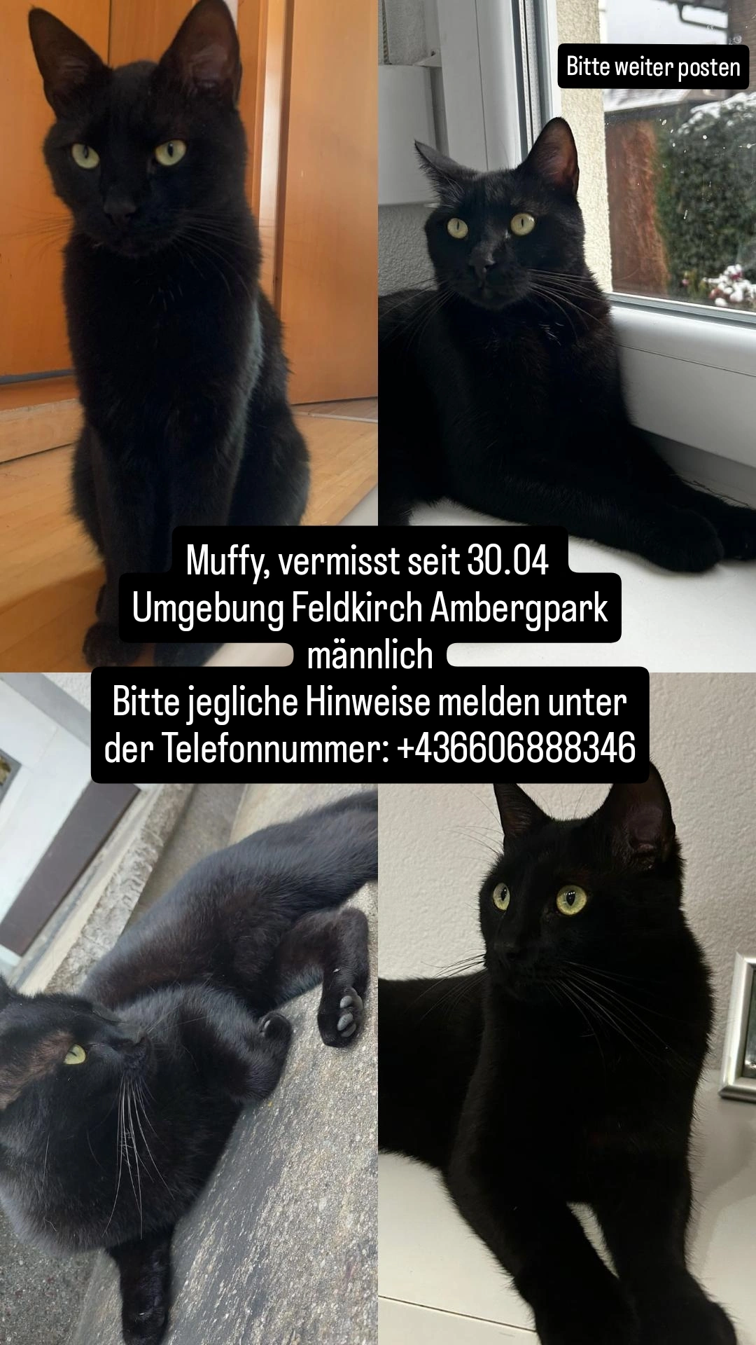 Muffy / Muhittin - Michael-Felder-Straße, Feldkirch