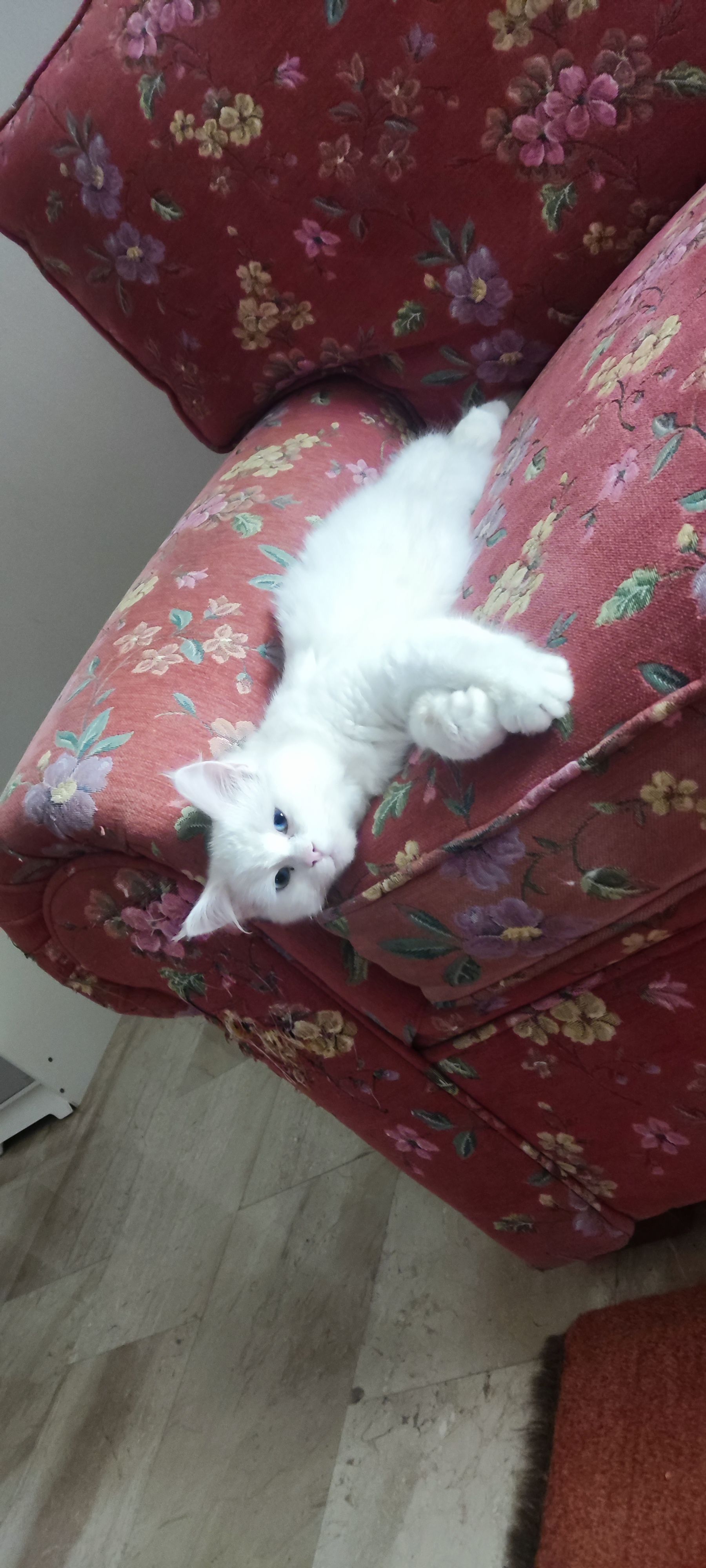 Snow - Al Kawkab Street, Wadi Essir