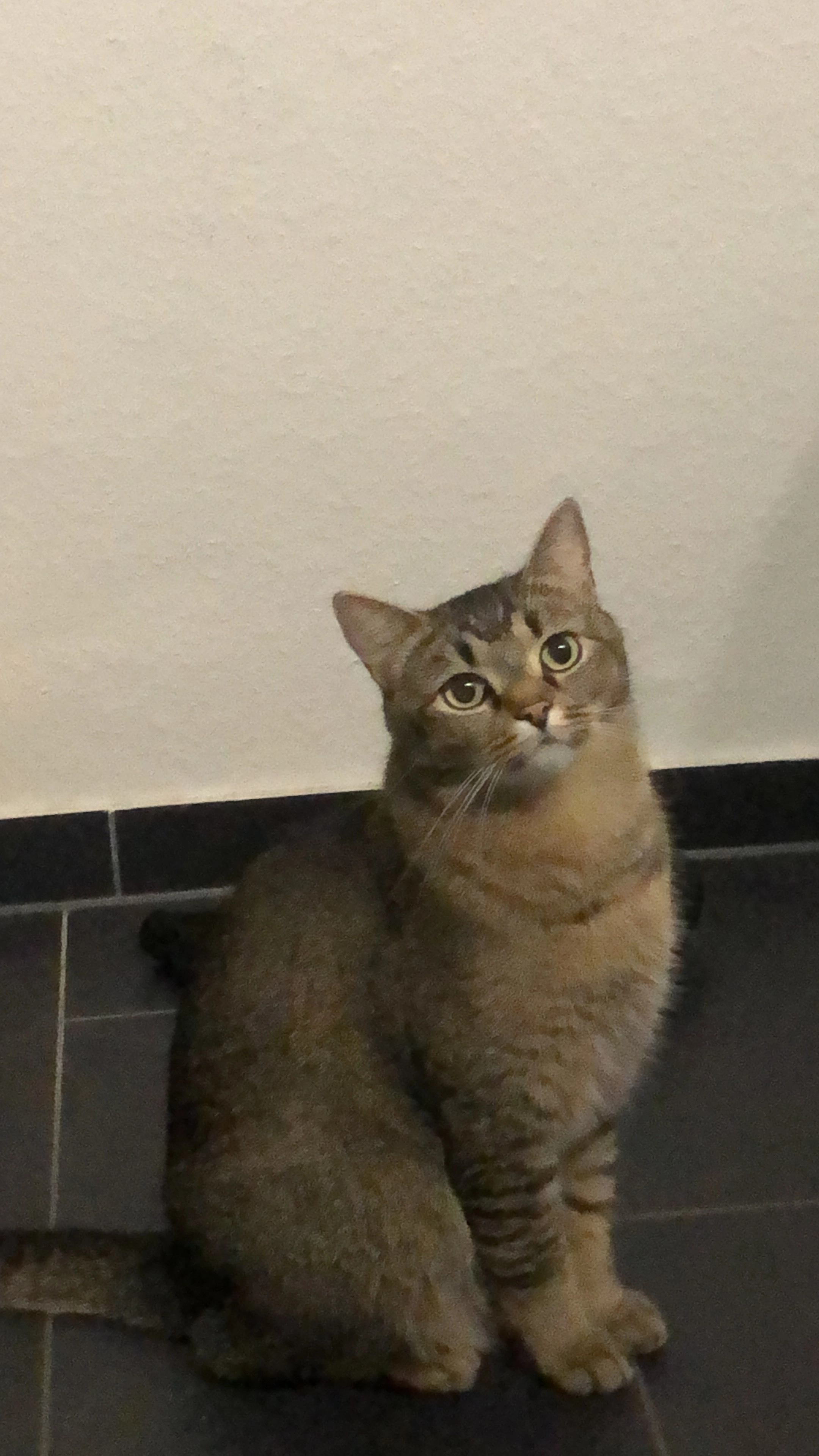 Kimchi - Schwetzinger Straße, Viernheim