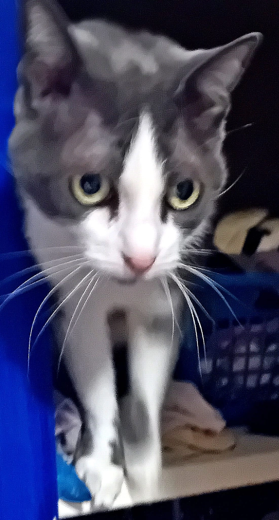  La Boulette - Boulevard du Jeu de Paume, Vic-le-Comte