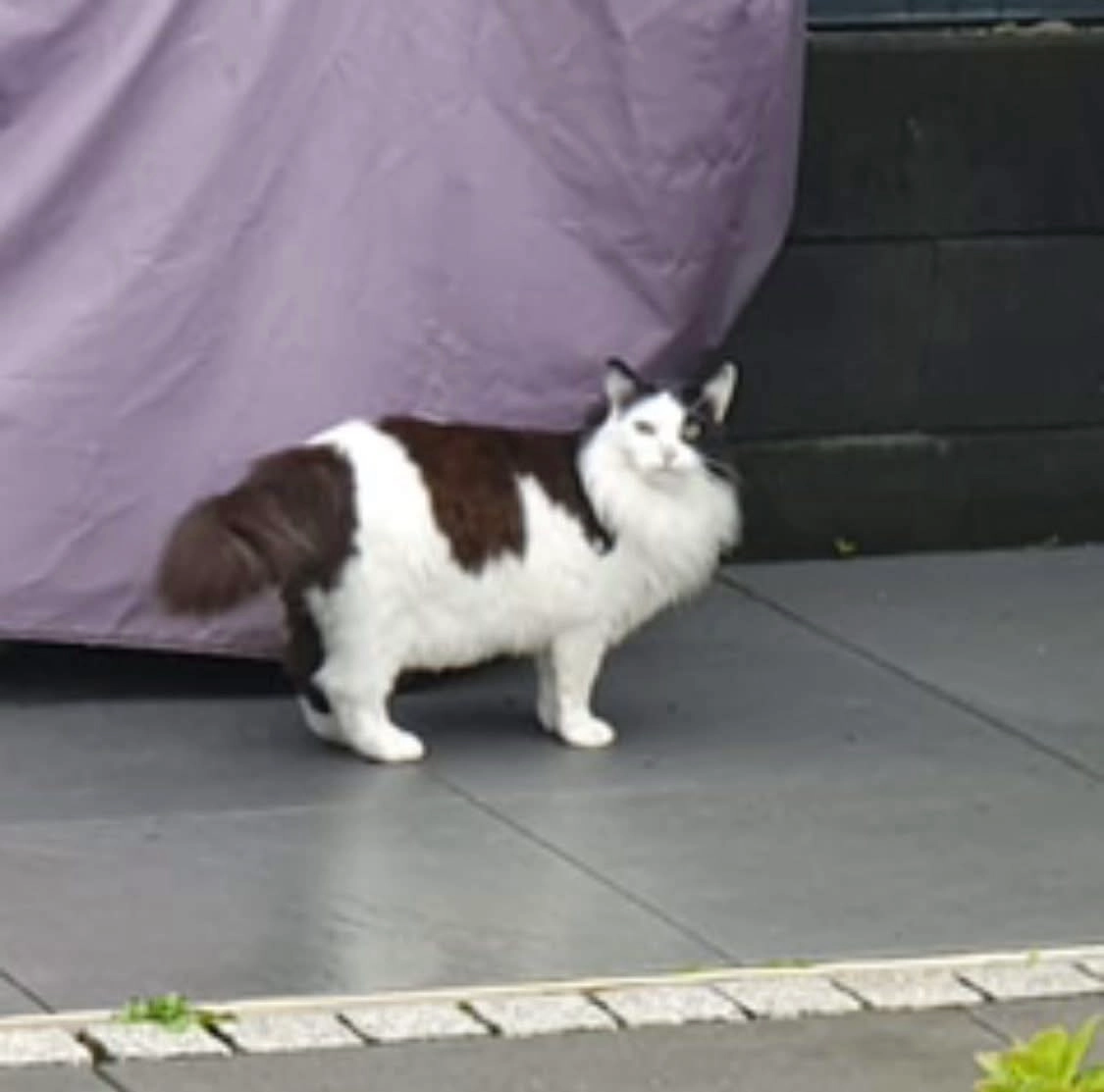 Gismo - Projektstraße, Herzogenrath